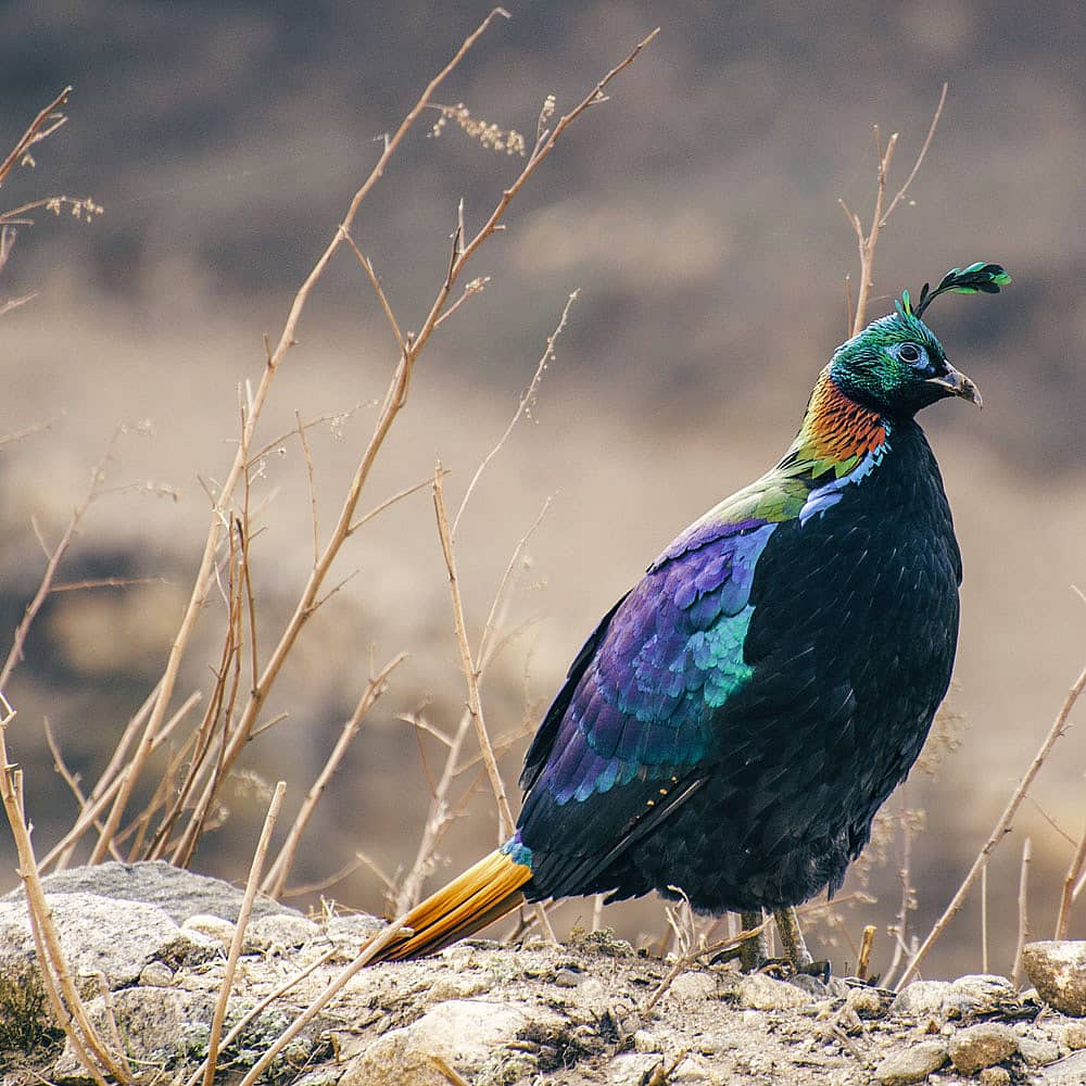 Design your birdwatching holiday with a local expert in Nepal
