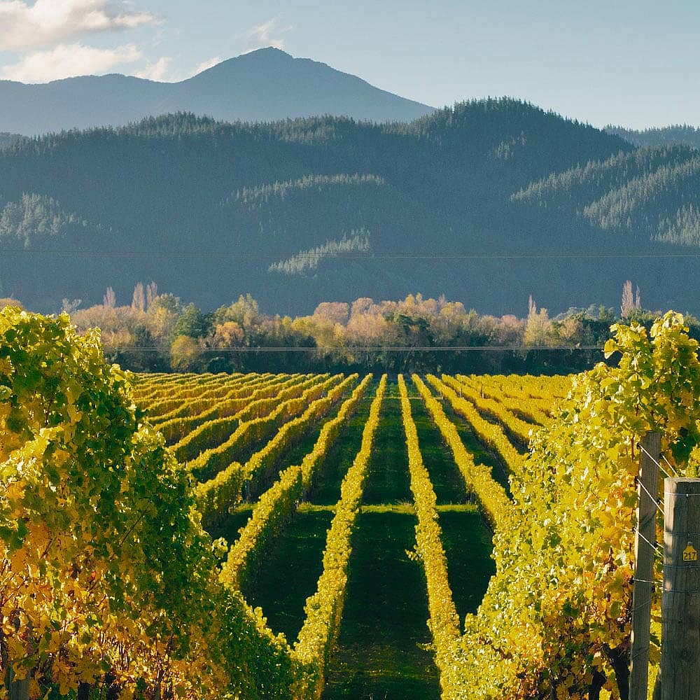 Design your food and wine tour in New Zealand with a local expert