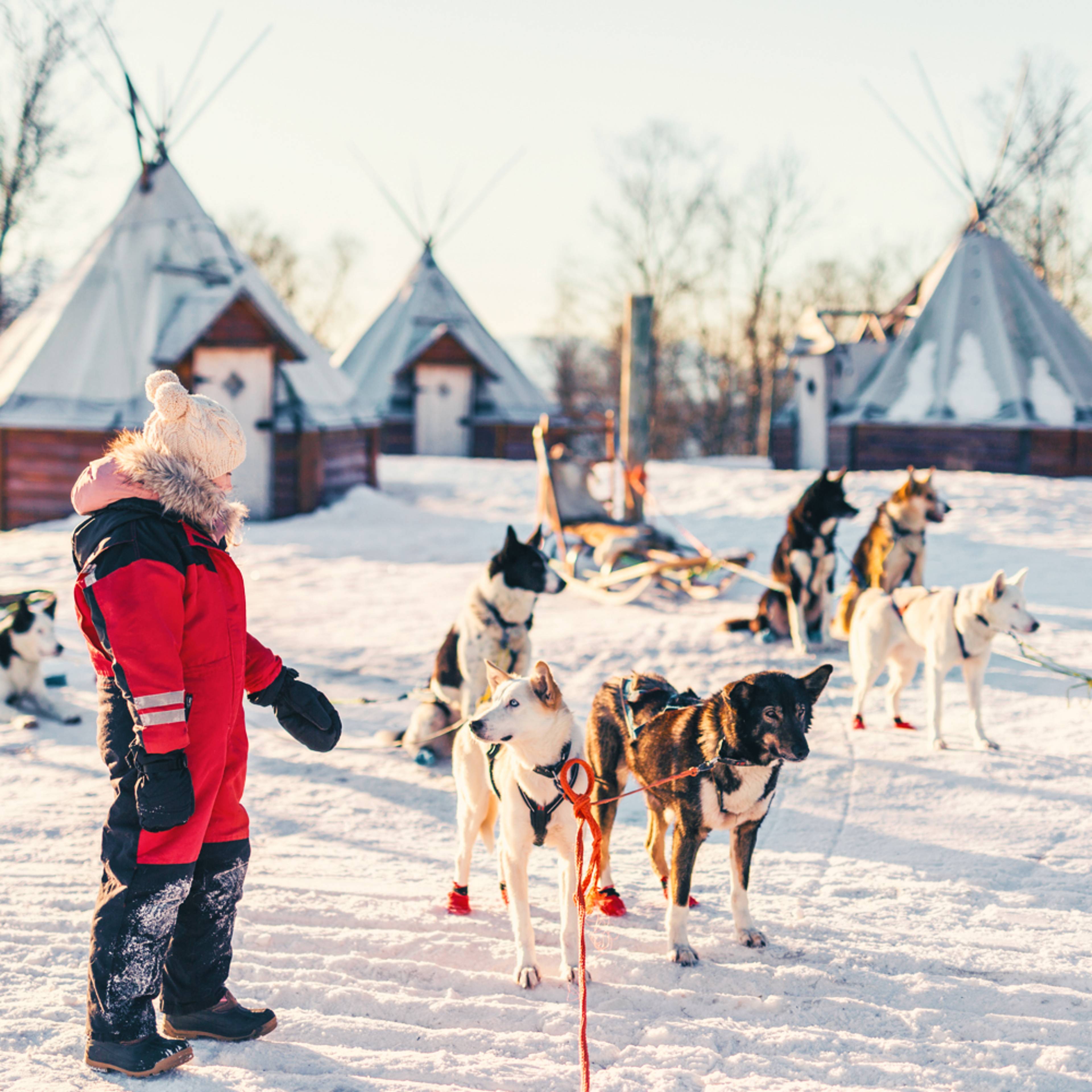 Design your dog sledding tour with a local expert in Norway