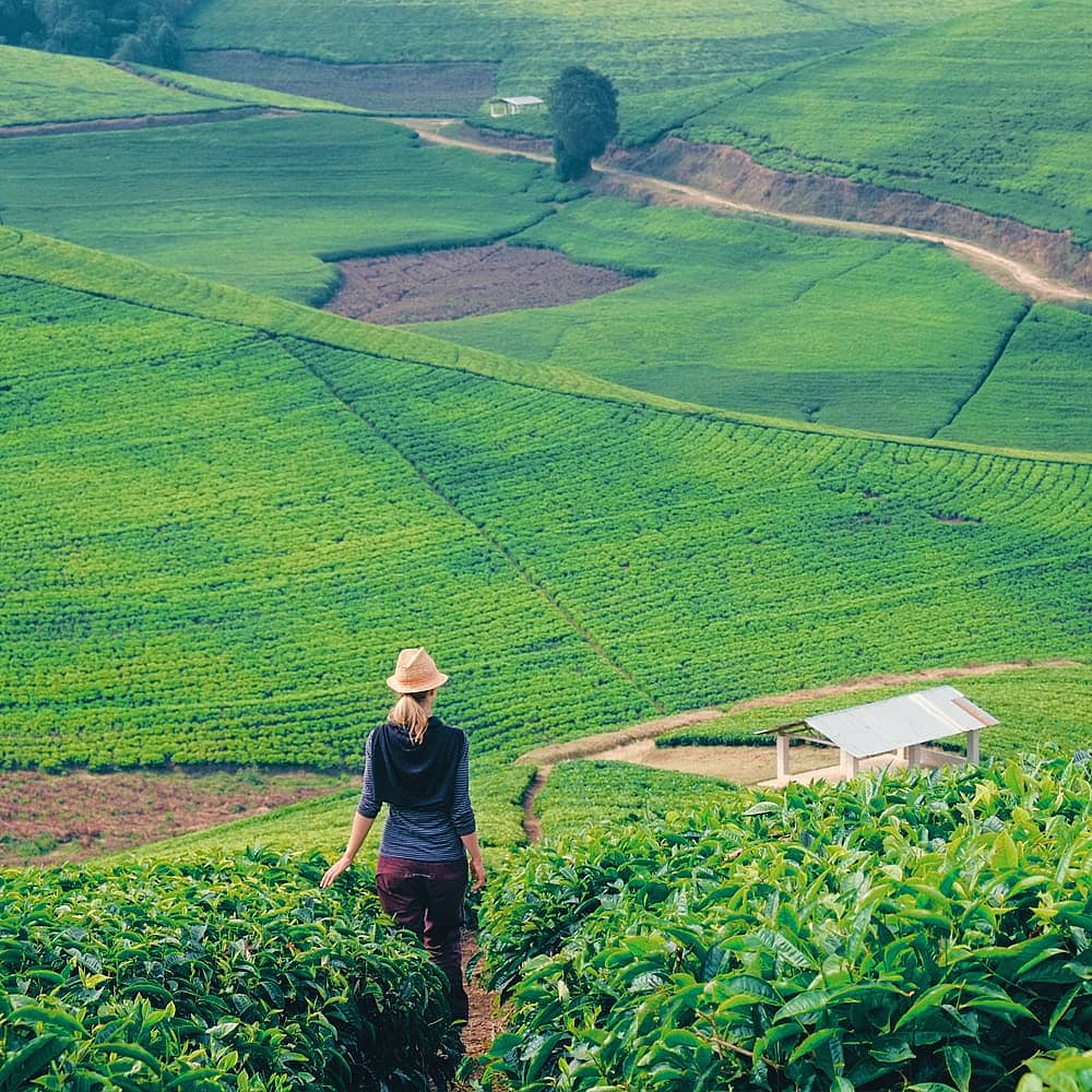 Design your perfect trekking tour with a local expert in Rwanda