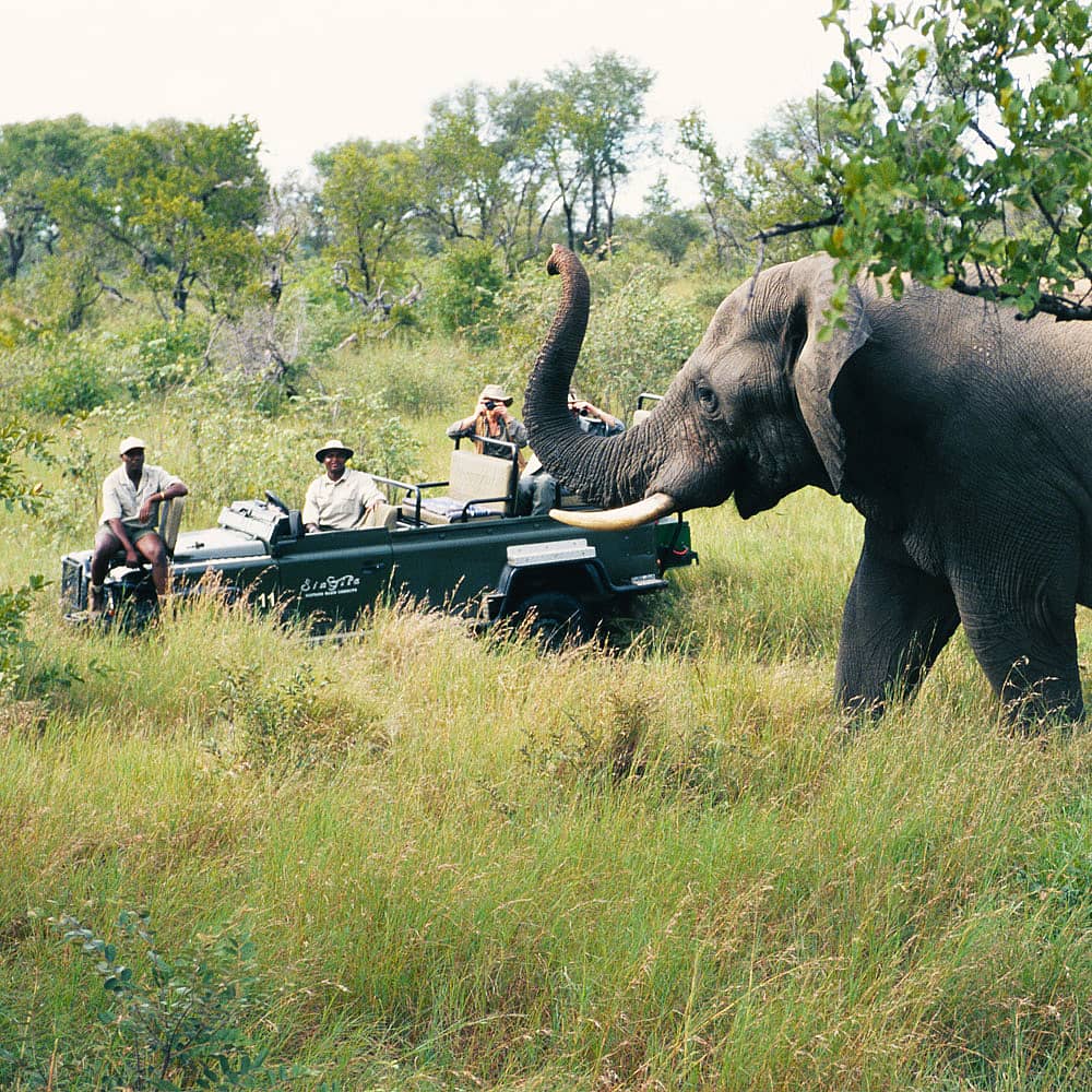 Design your perfect safari holiday with a local expert in South Africa