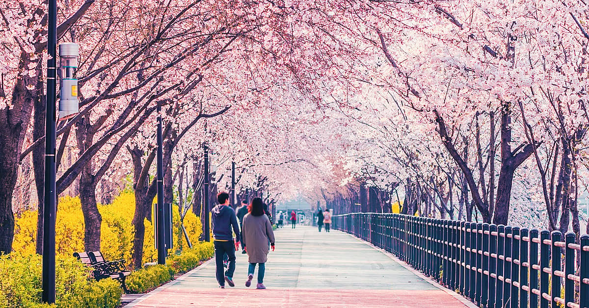 Spring in South Korea | Evaneos