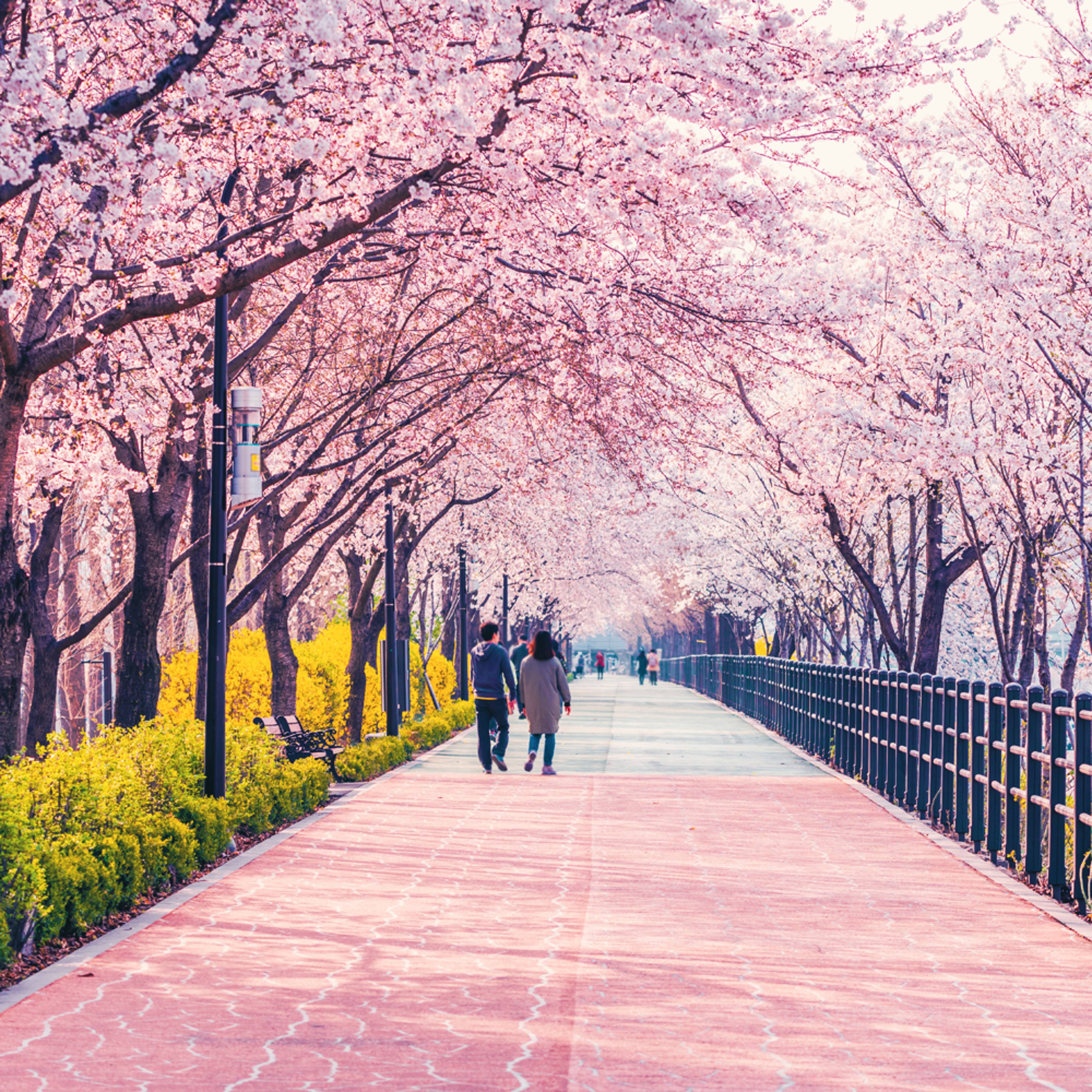 Design your perfect spring holiday in South Korea with a local expert