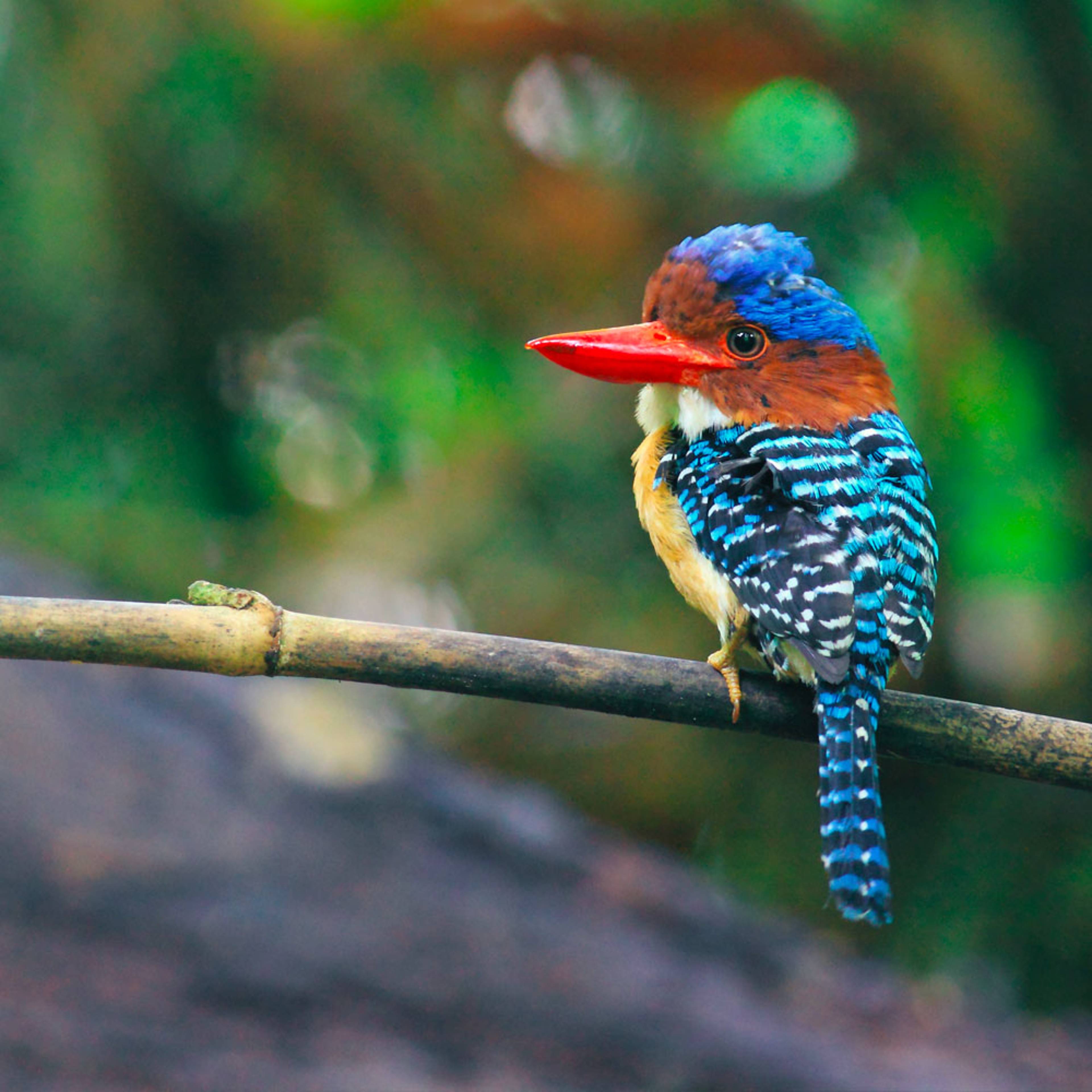 Design your birdwatching holiday with a local expert in Thailand