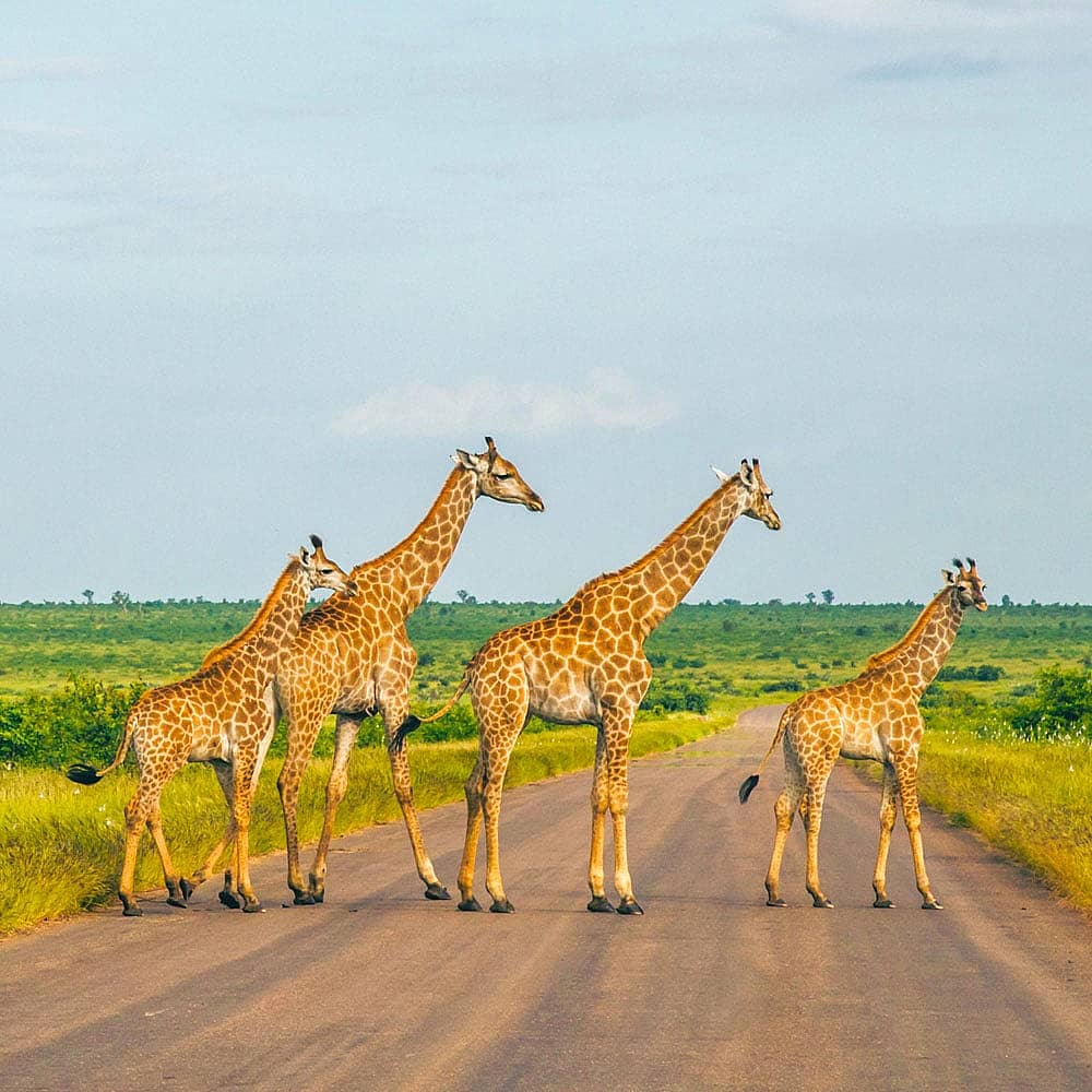 Votre voyage Safari au Mozambique à la demande