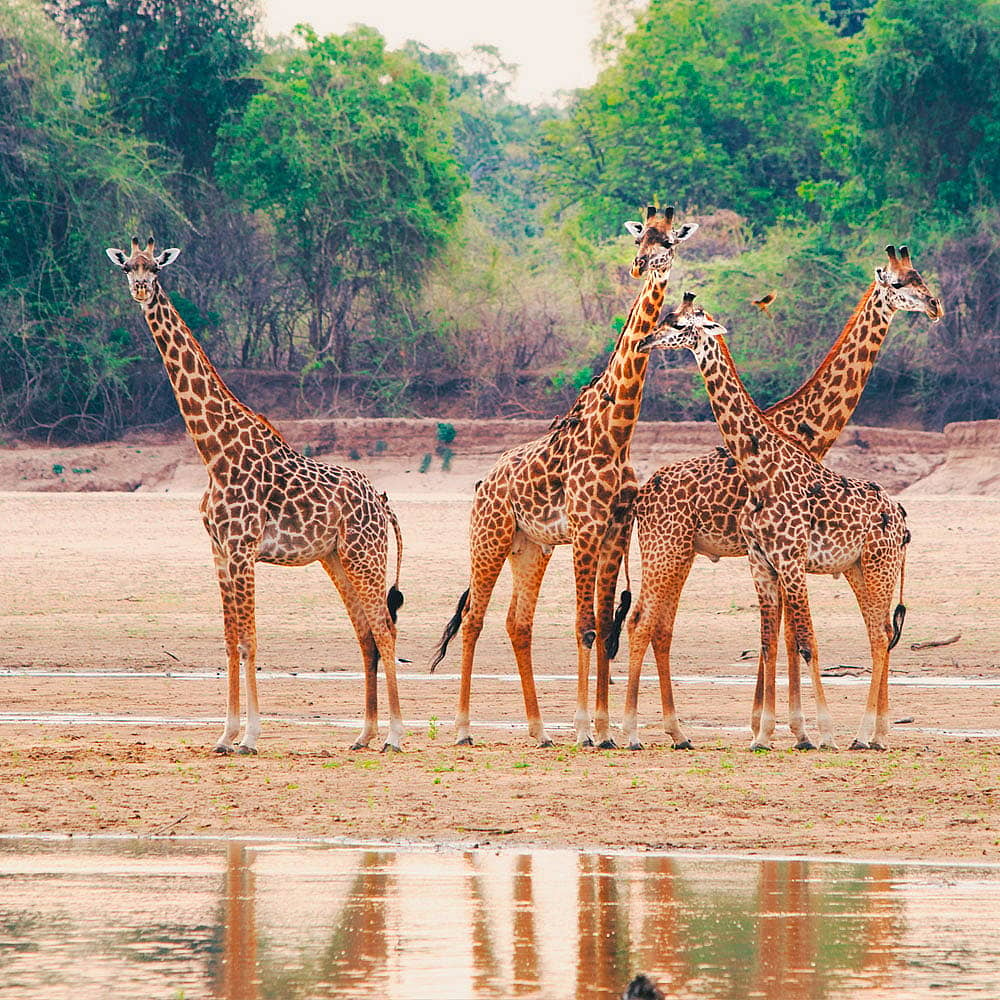 Votre Safari en Zambie 100% sur-mesure