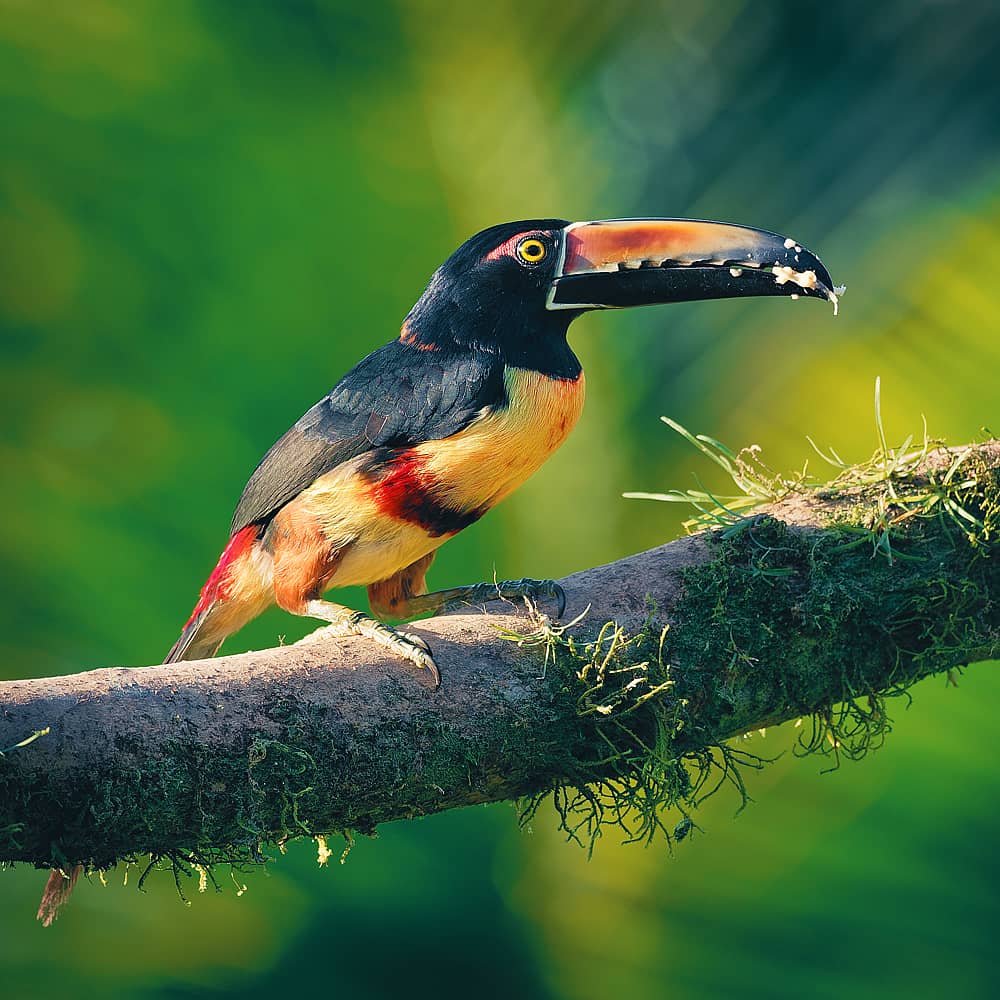 Design your birdwatching holiday with a local expert in Venezuela