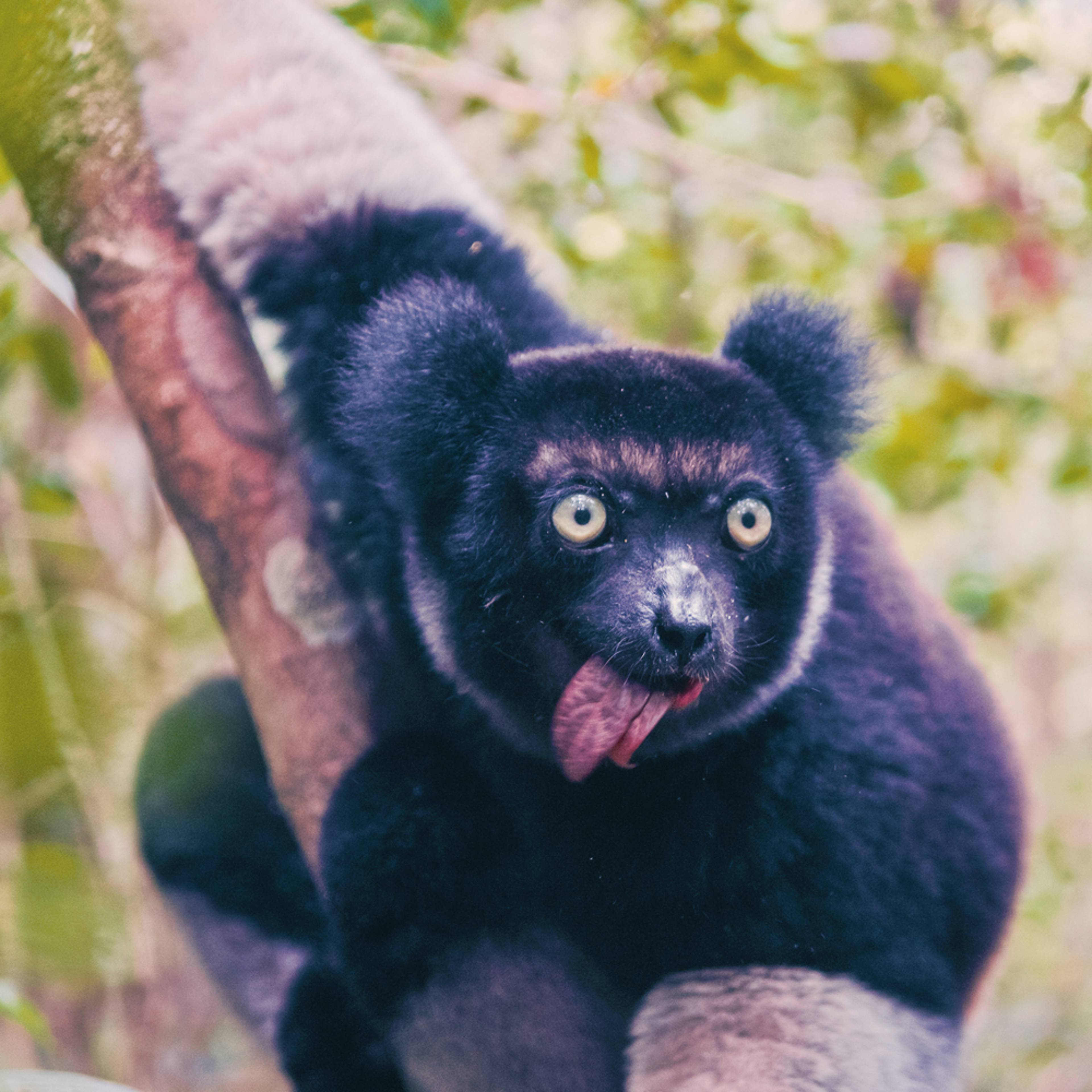 Crea il tuo safari ideale in Madagascar, 100% su misura