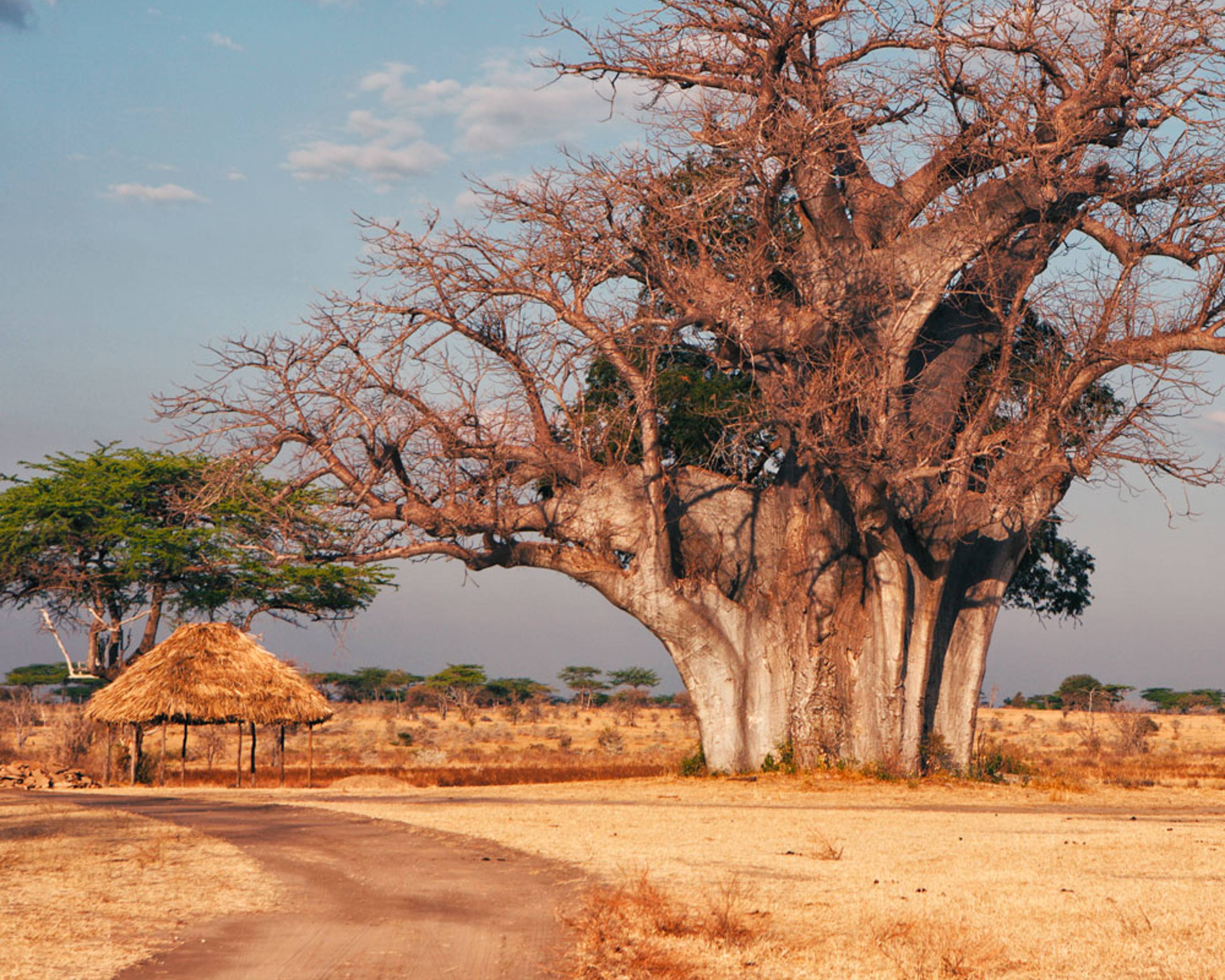 Eine Woche nach Tansania - Reise jetzt individuell gestalten