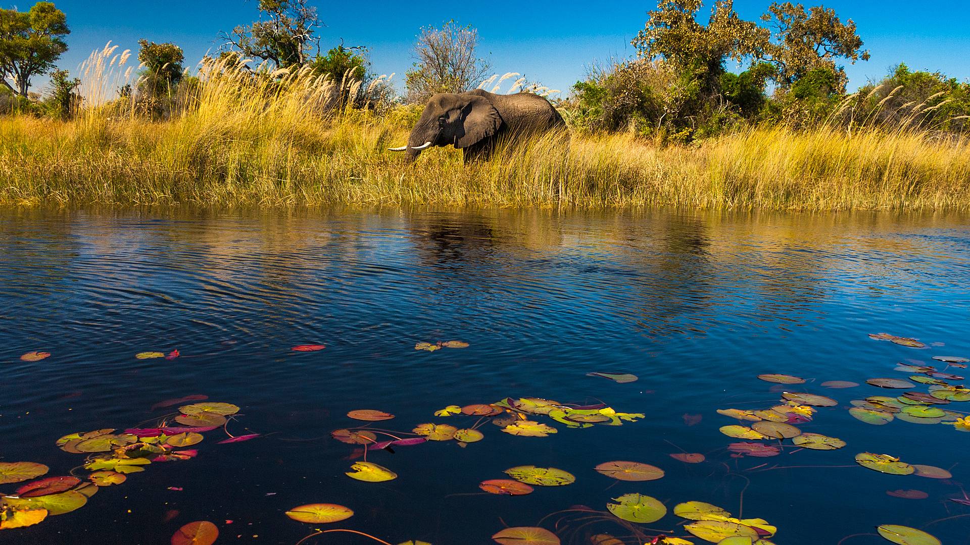 Chobe, Delta del Okavango y Moremi