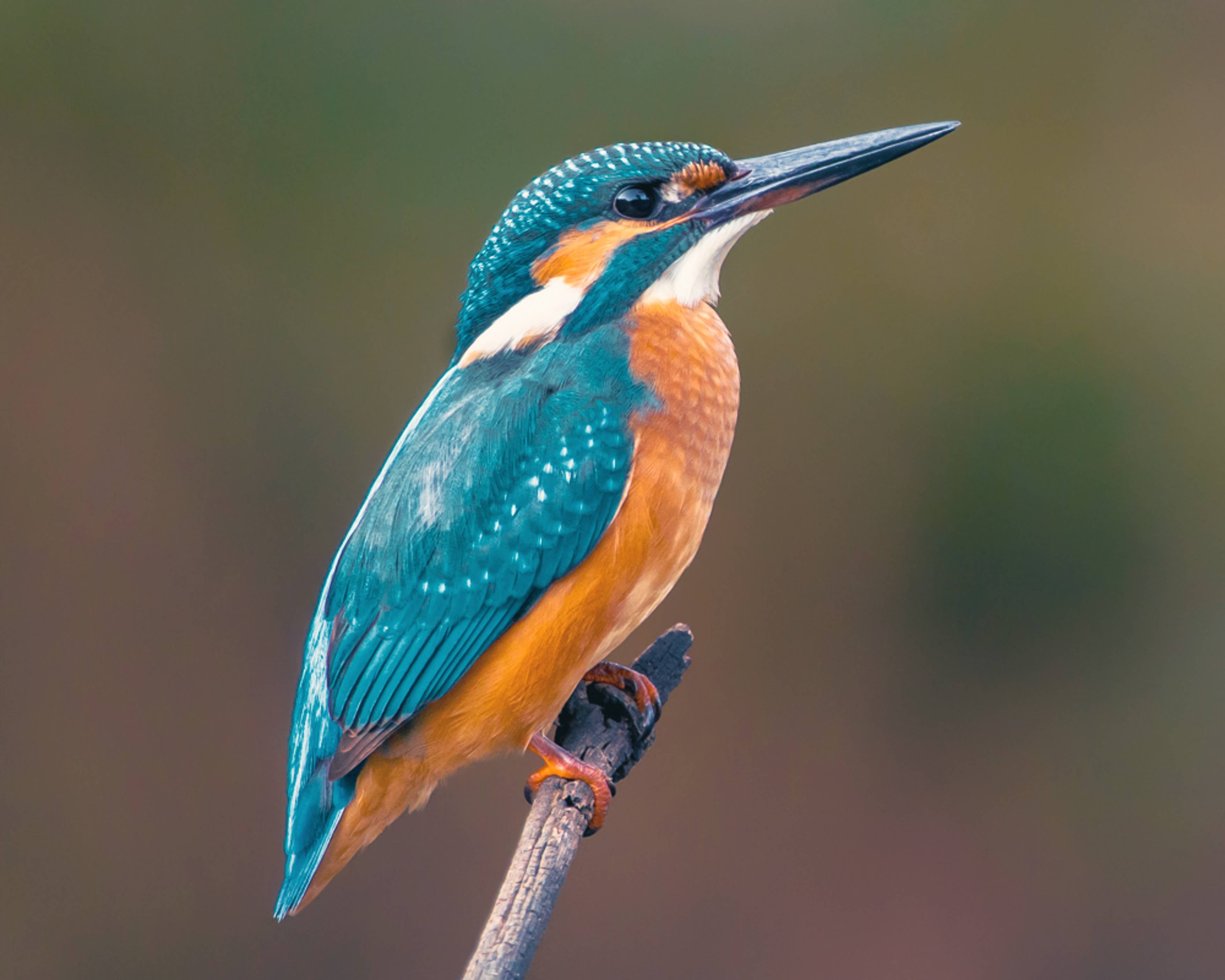 Design your perfect birdwatching tour with a local expert in France