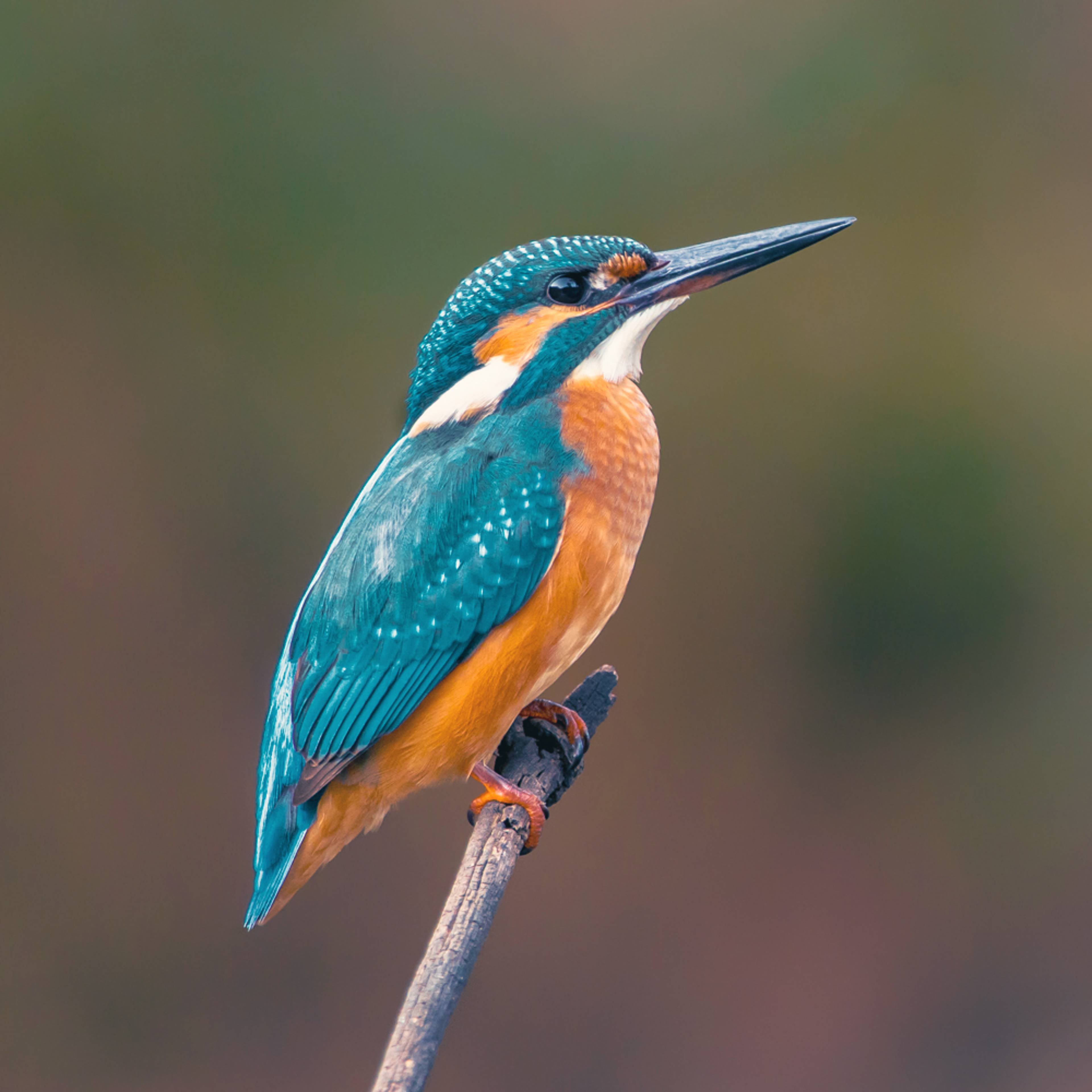 Design your perfect birdwatching tour with a local expert in France