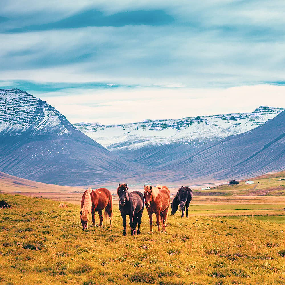 Design your perfect spring vacation in Iceland with a local expert