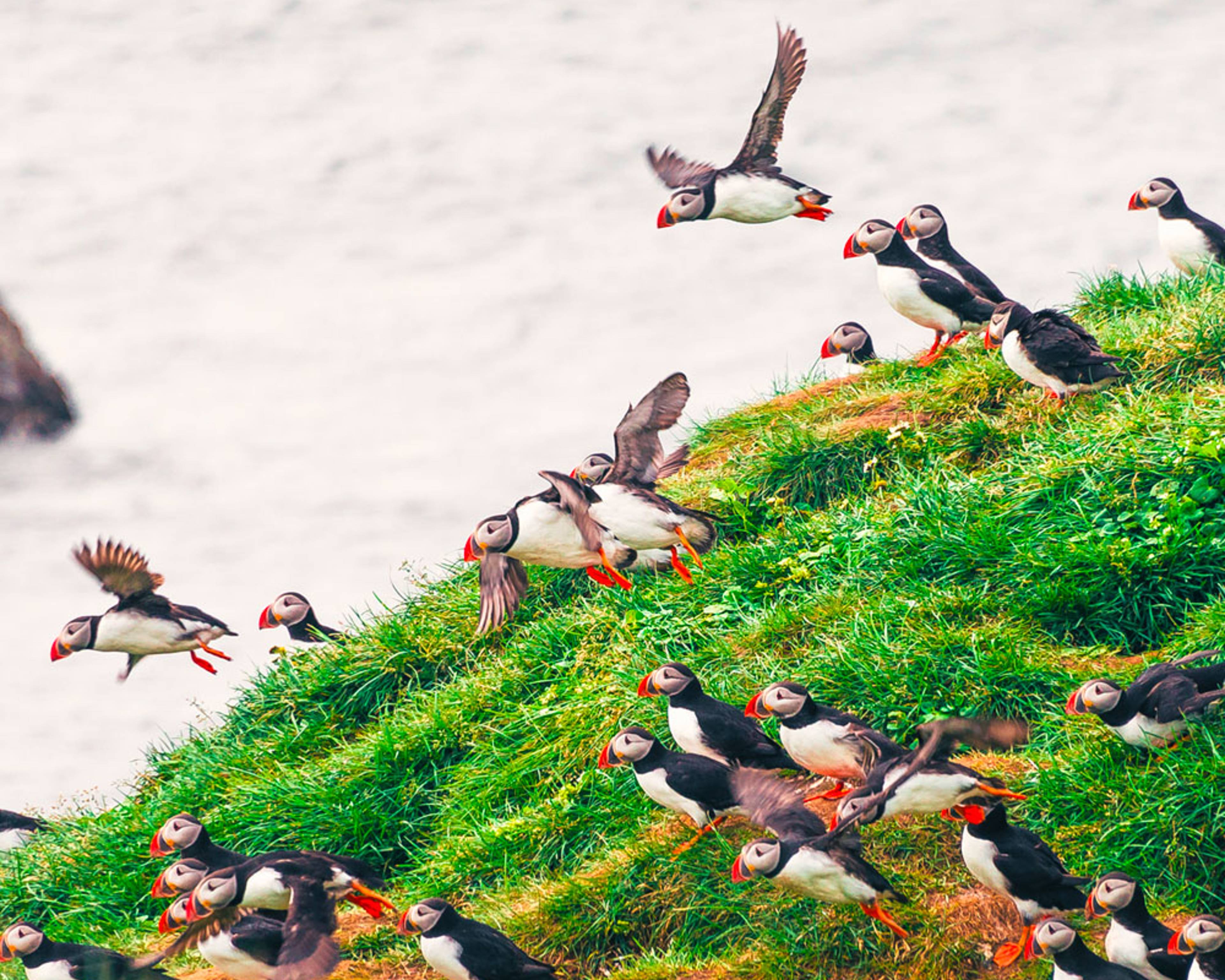 Design your perfect birdwatching tour with a local expert in Iceland