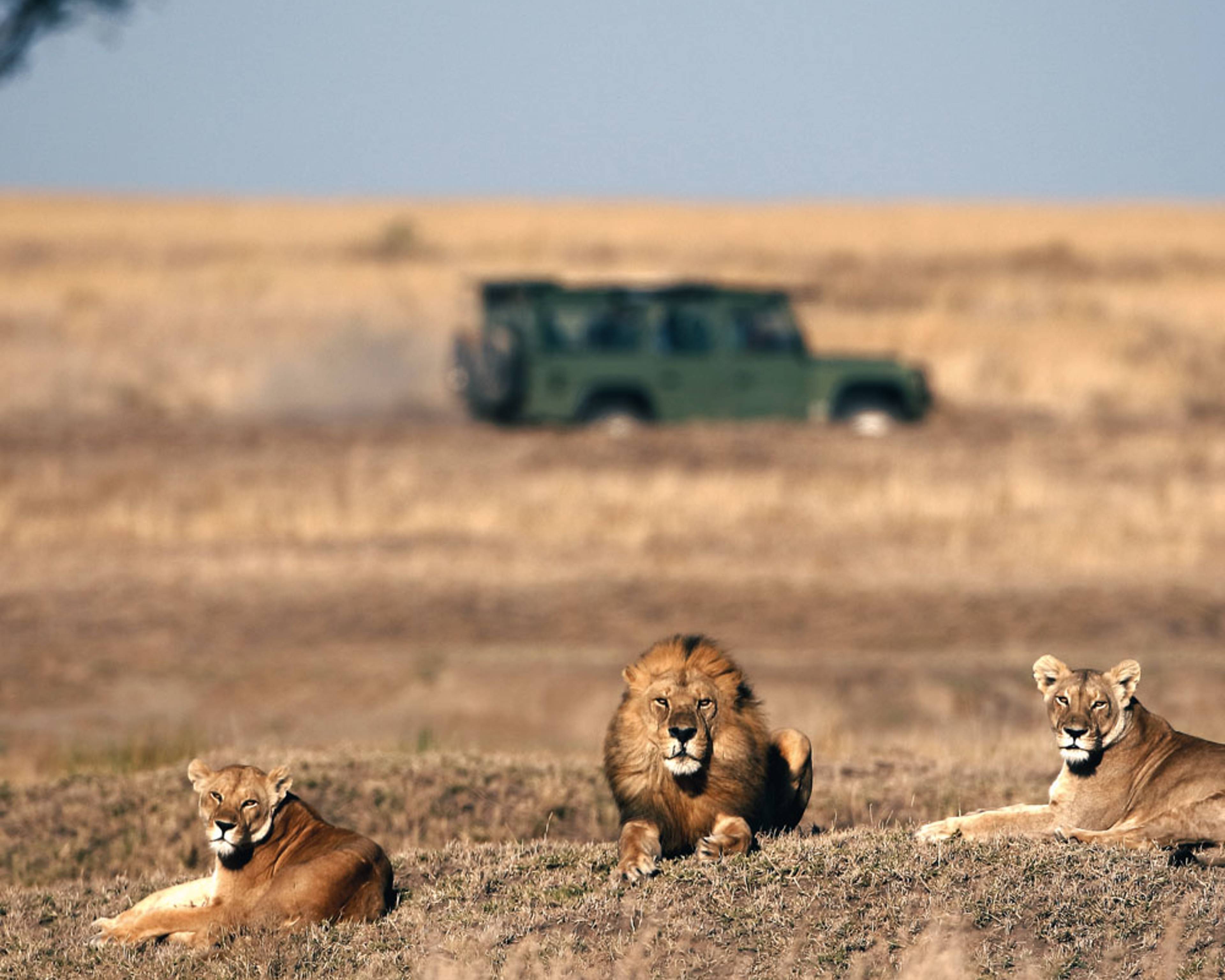 Safari Botswana - Individualreise buchen