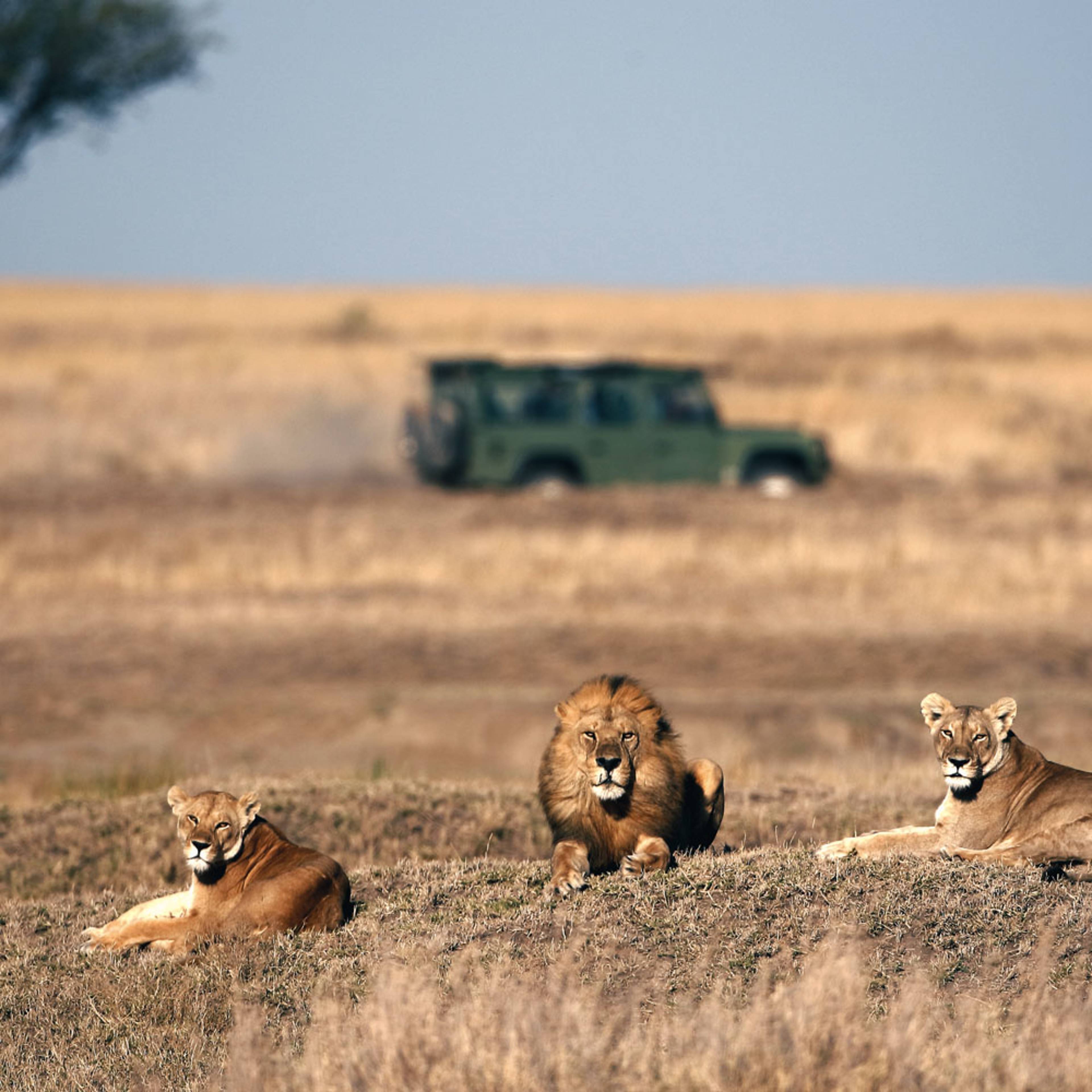 Individuelle Safari Reisen Botswana - Reise jetzt individuell gestalten
