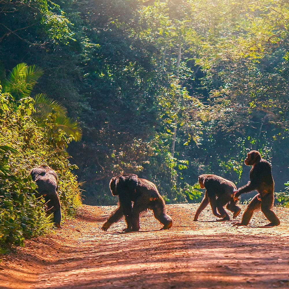 Safari Uganda - Individualreise buchen