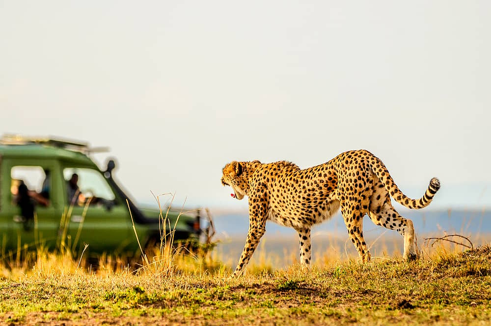 Een dag vol safari's