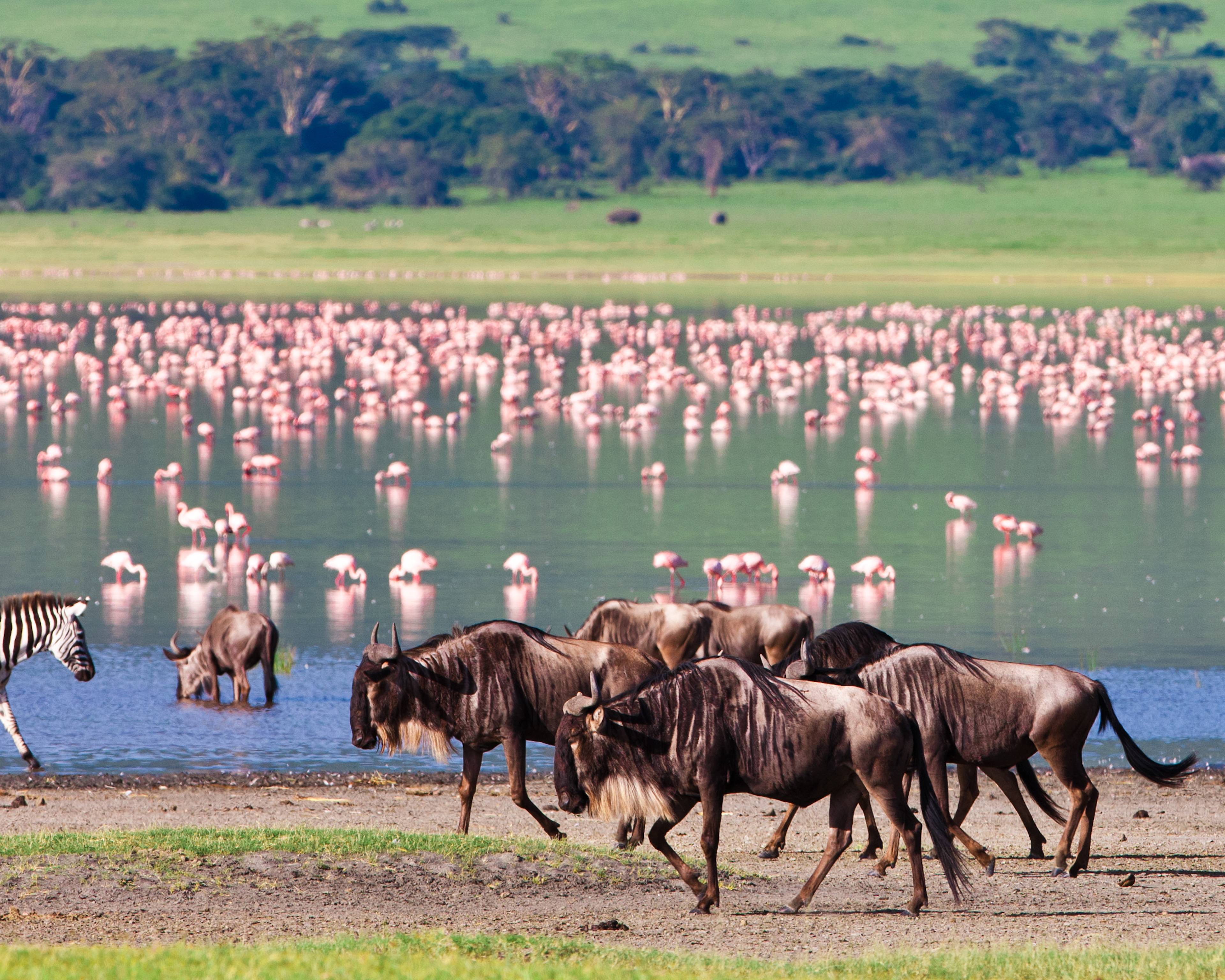 Safarireis Odyssee door Kenia en Tanzania