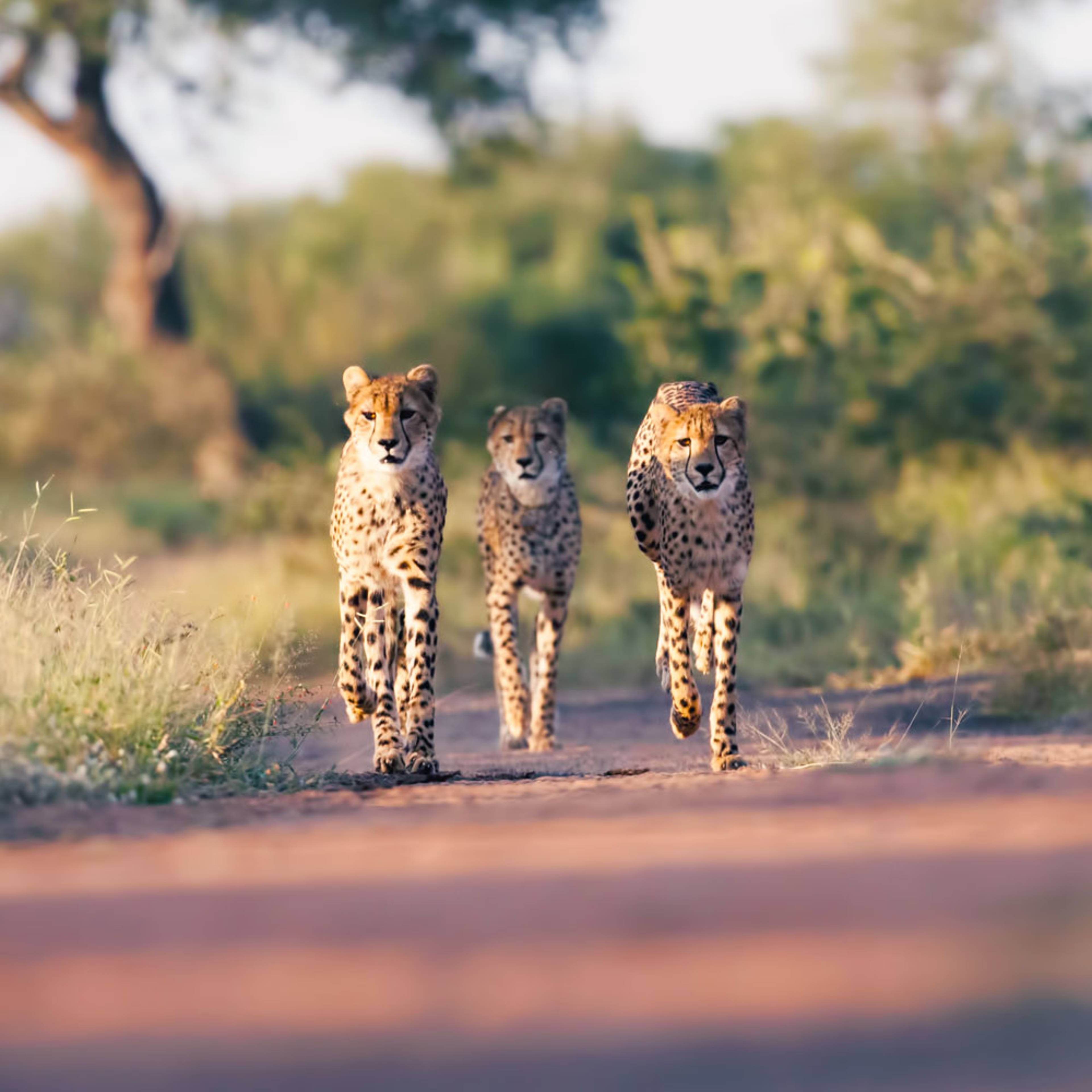 Design your perfect wildlife trip with a local expert in South Africa