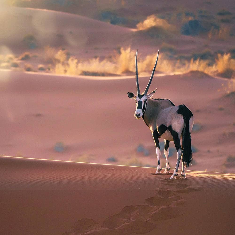 Viajes al desierto de Namibia