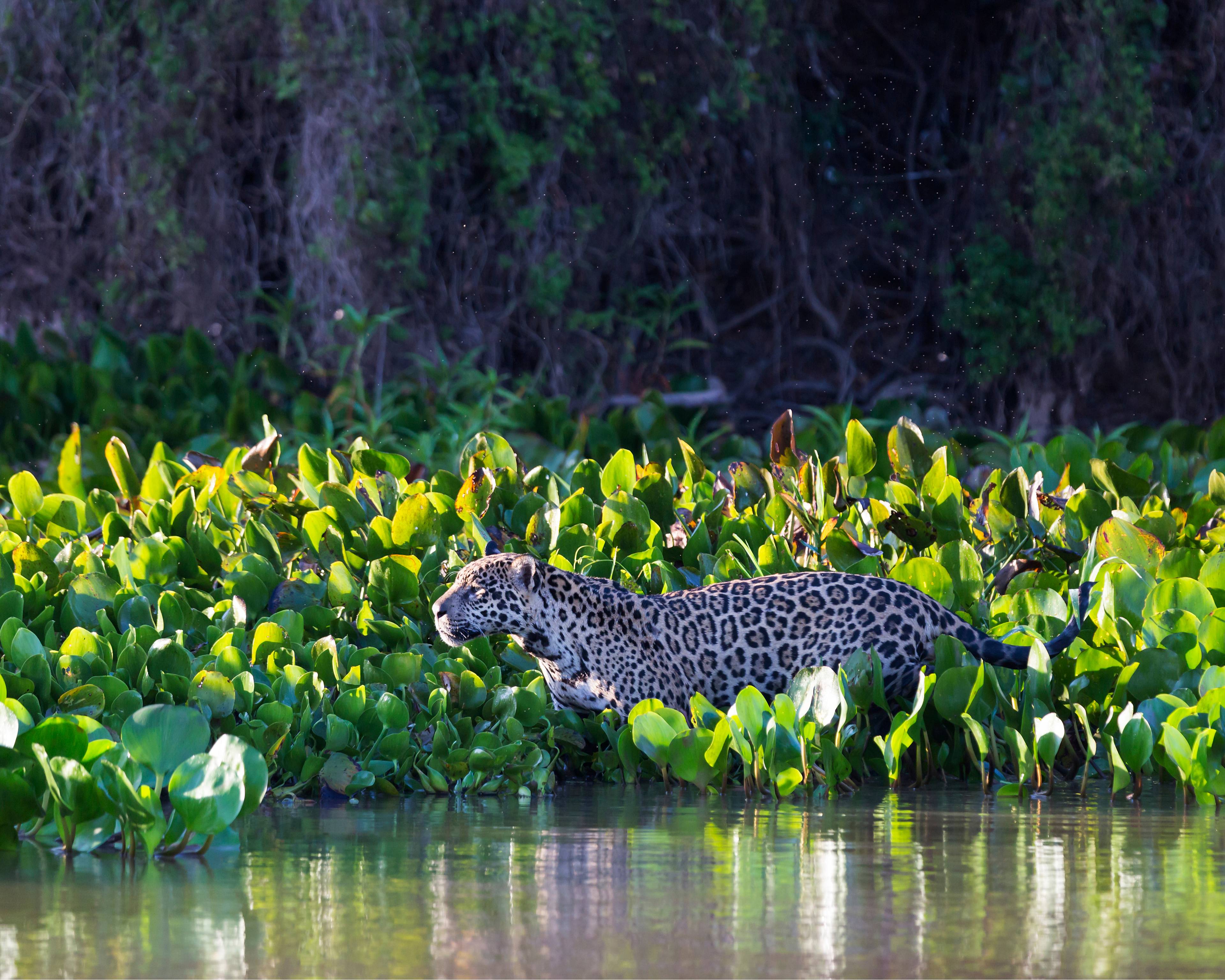 Le capitali Storiche ed il regno del giaguaro