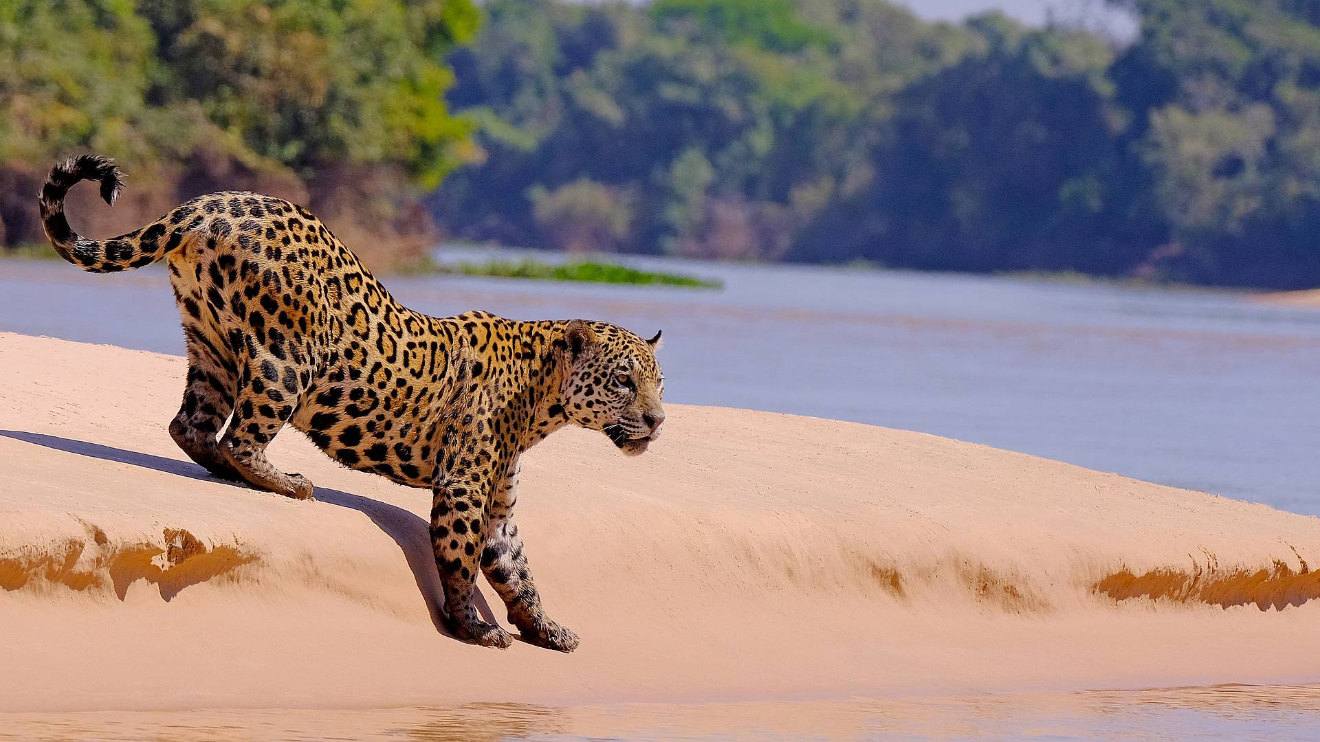 Sulle tracce del giaguaro