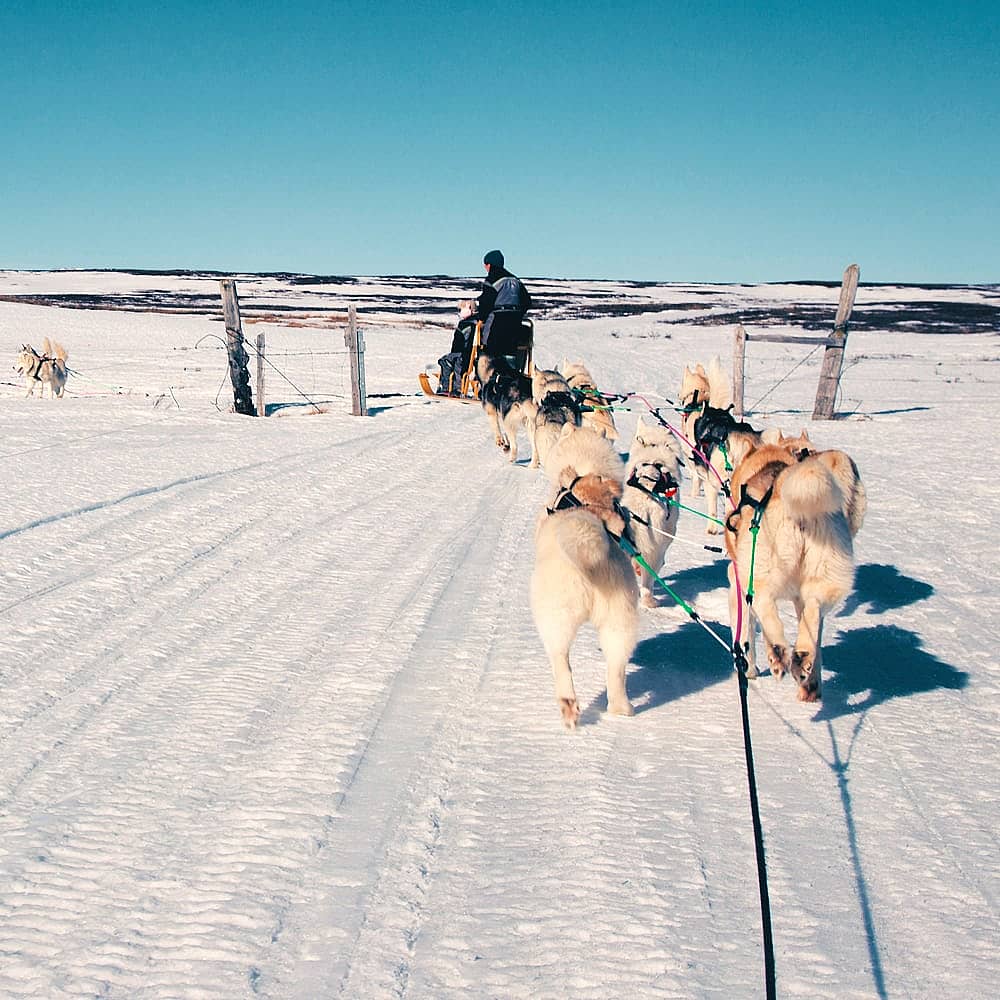 Design your dog sledding tour with a local expert in Iceland