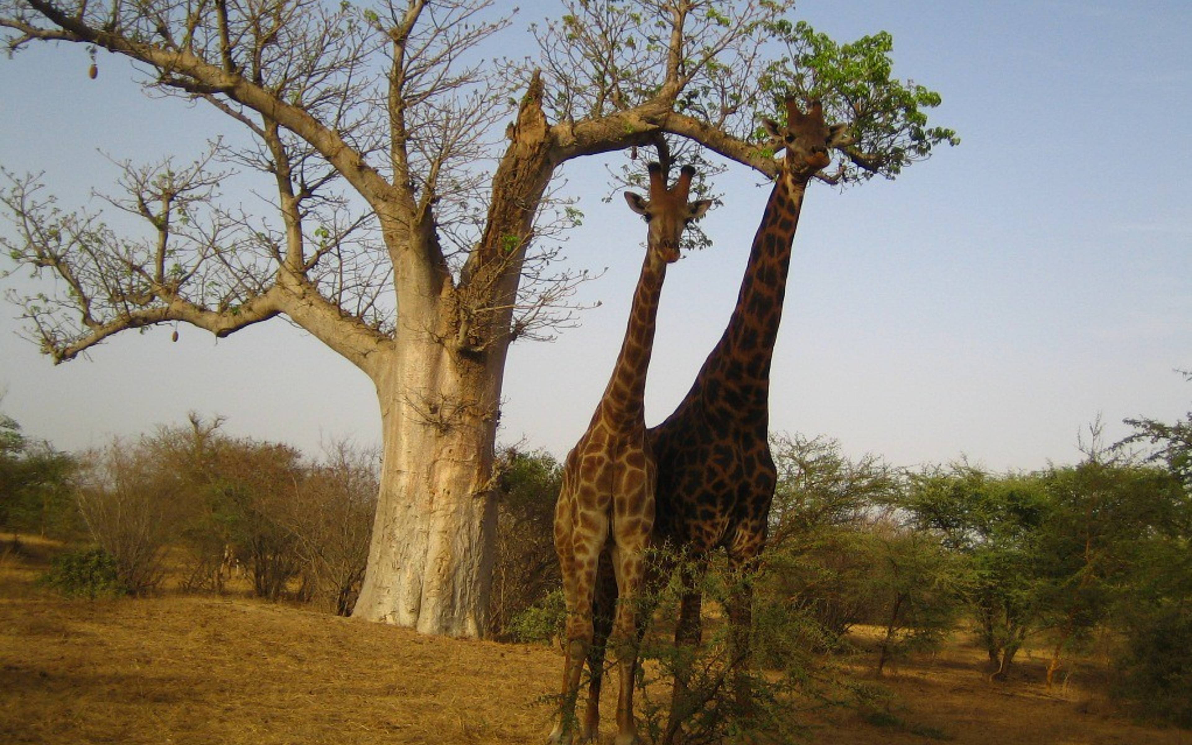 ​Klettern zwischen Baobabs