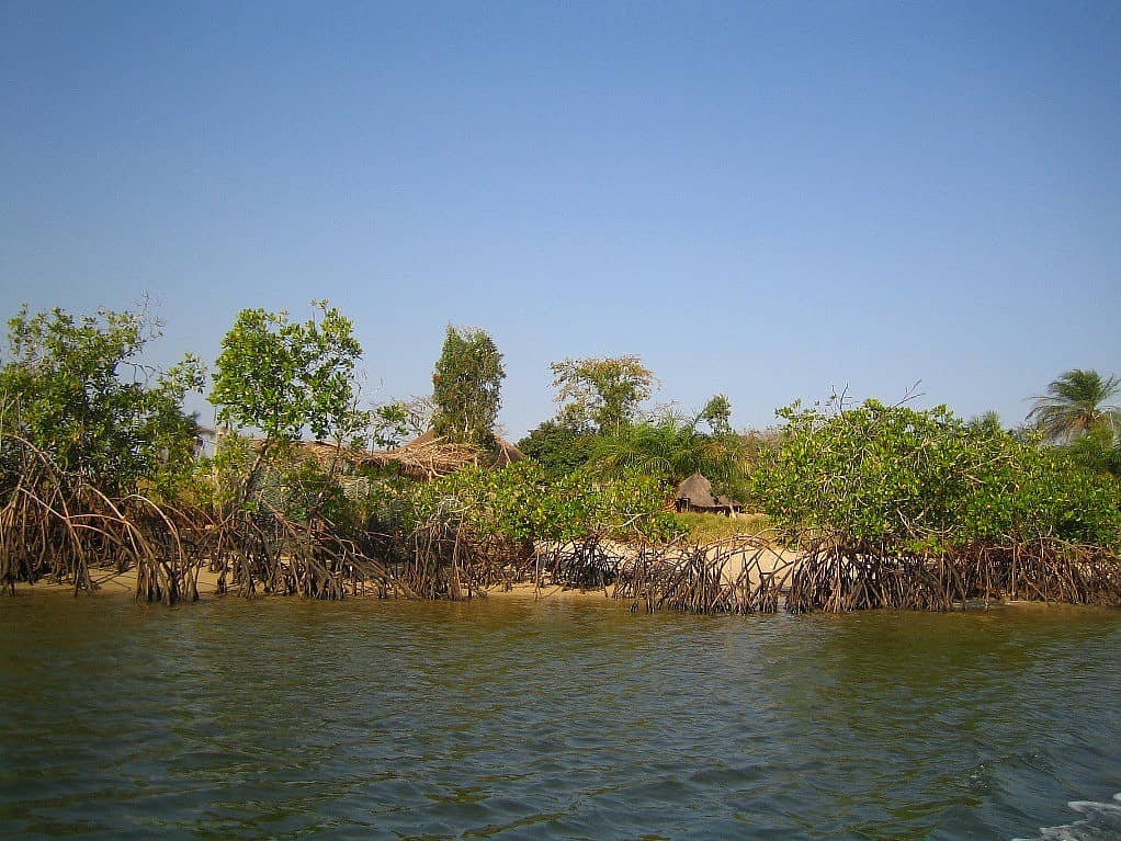 ​Kayakfahrt durch die Mangrovenwälder