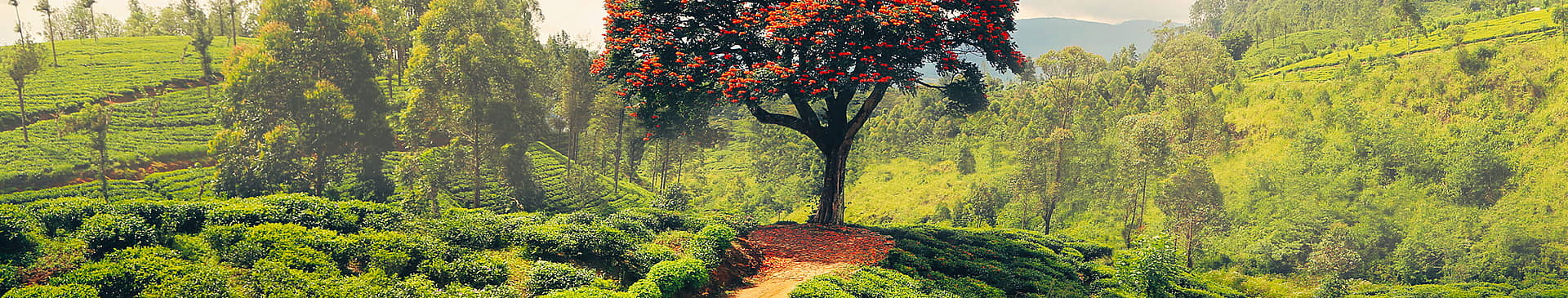 Naturreisen Sri Lanka