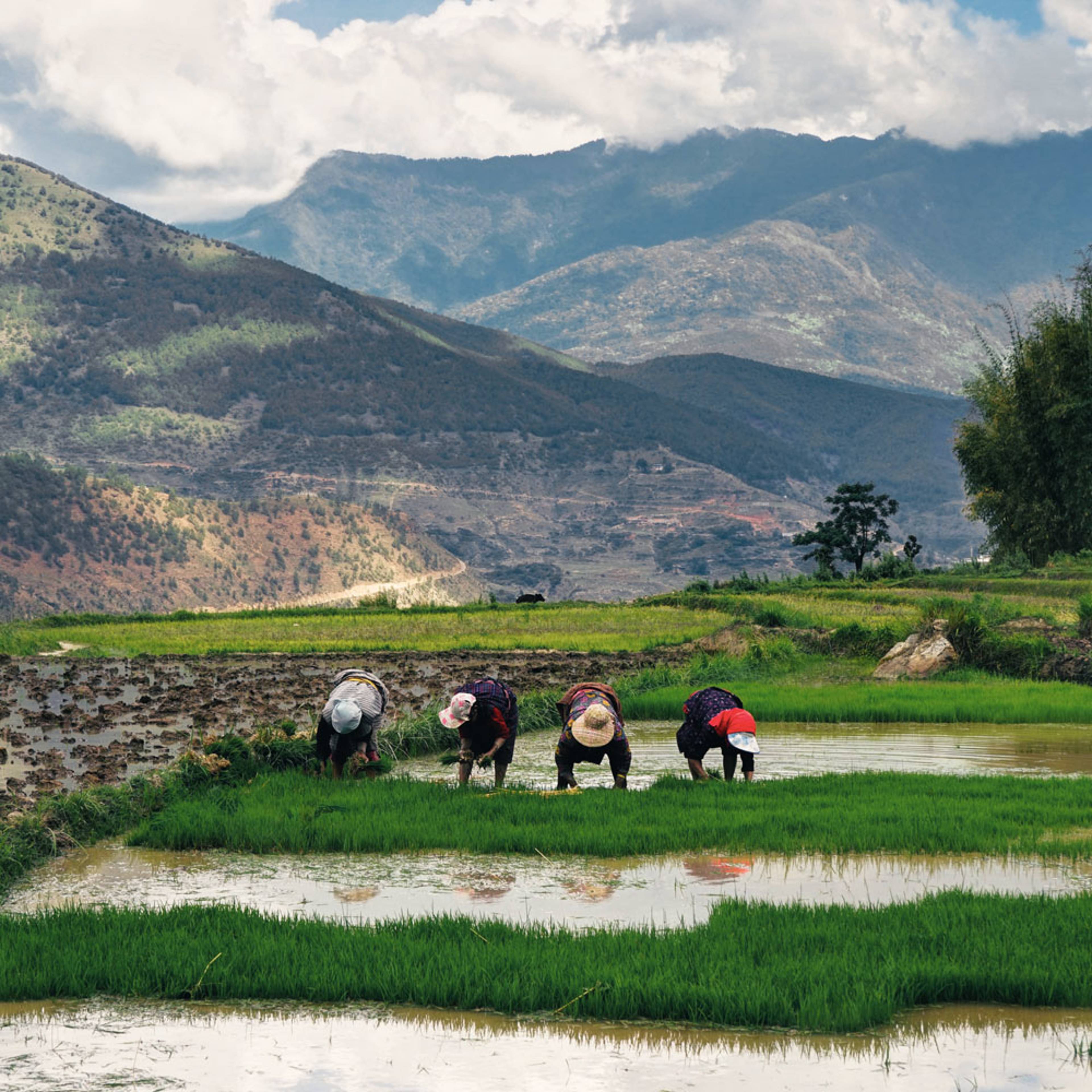 Individuelle Natur Reisen Bhutan - Reise jetzt individuell gestalten