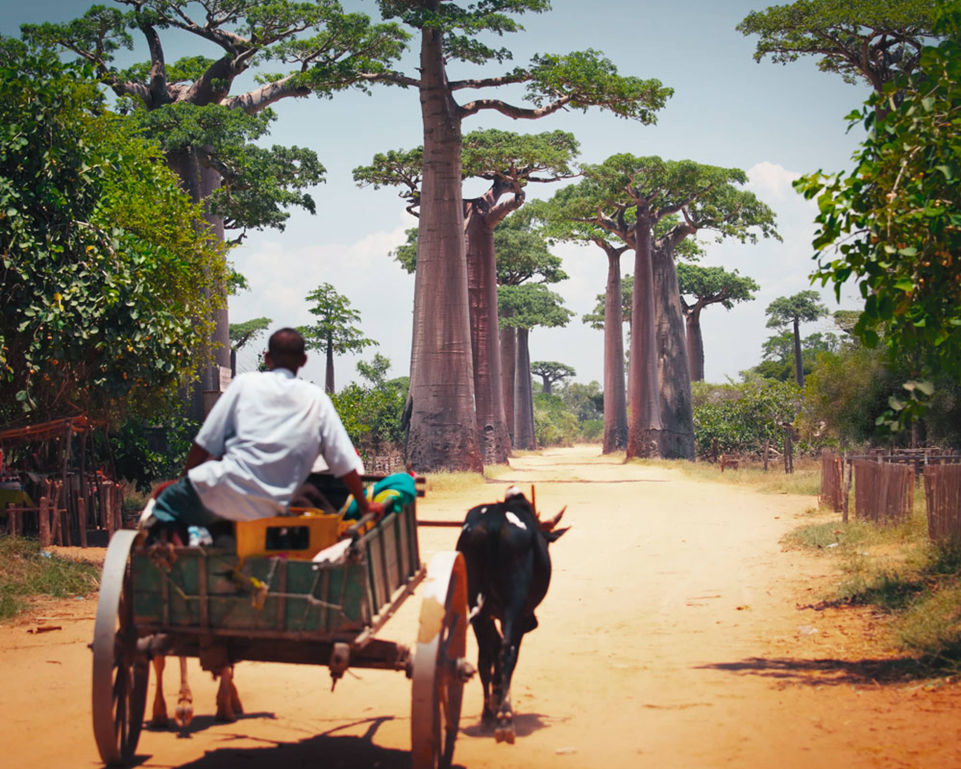 Natururlaub Madagaskar - Individualreise buchen