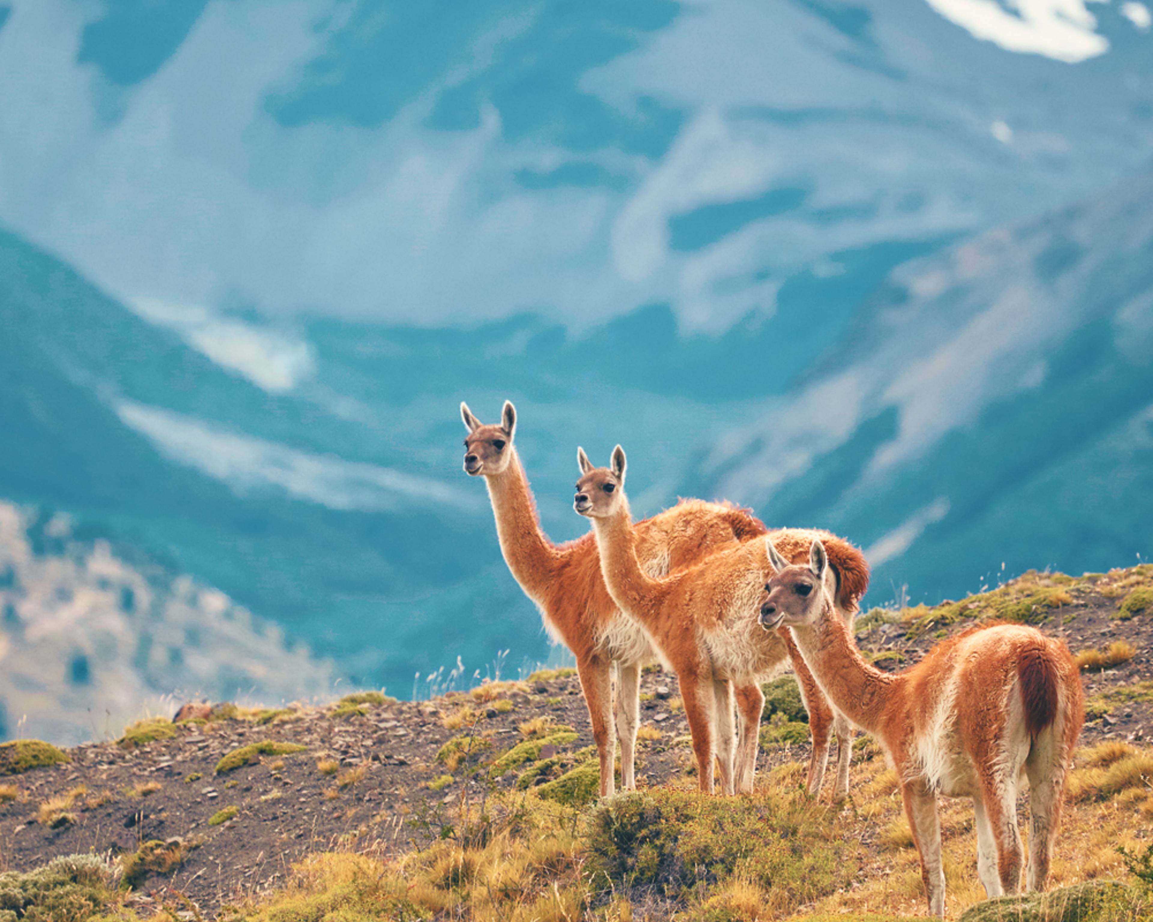Natururlaub Patagonien - Individualreise buchen