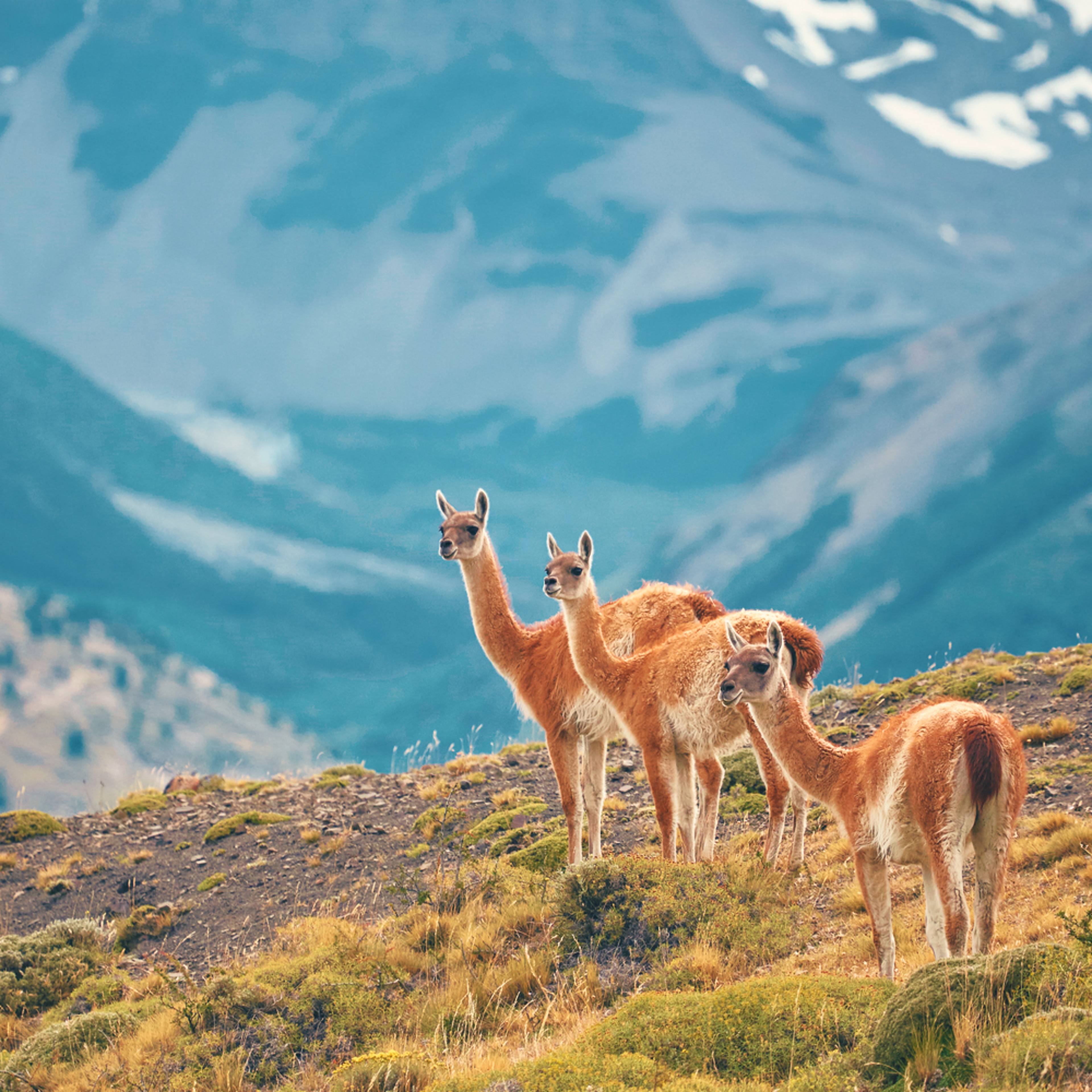 Individuelle Natur Reisen Patagonien - Reise jetzt individuell gestalten