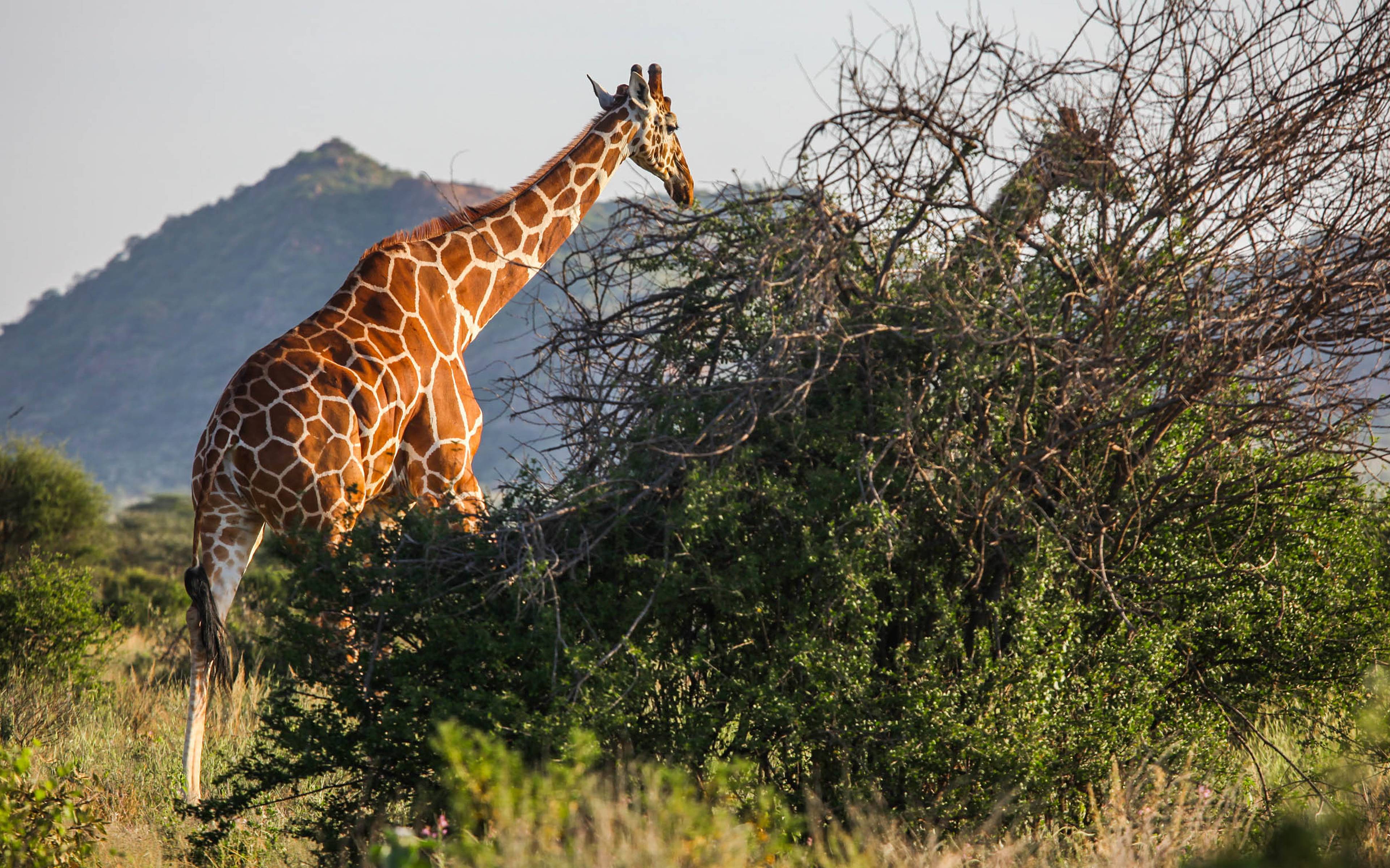 Safari en la Reserva Nacional de Samburu