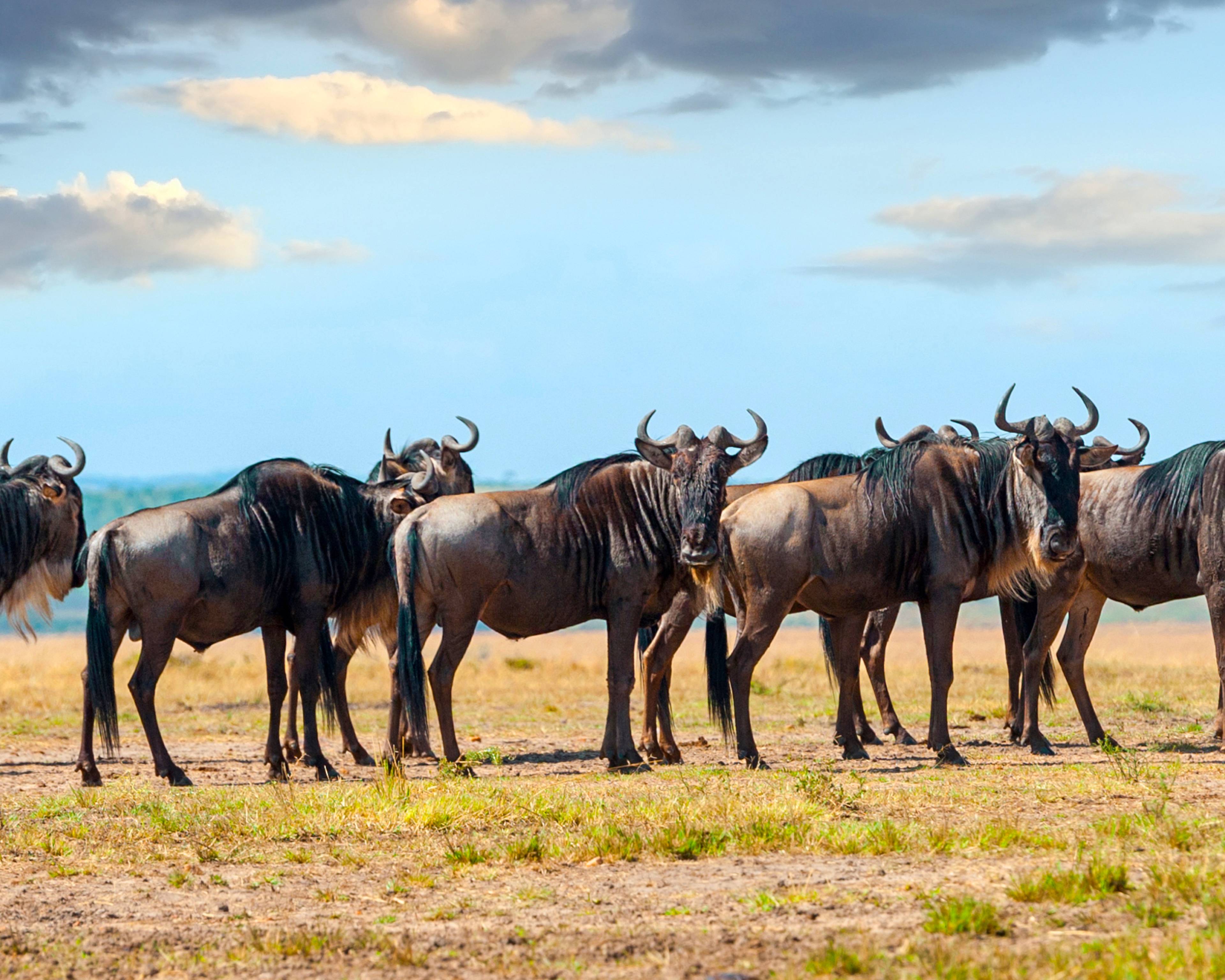 Vive las migraciones en el Parque Nacional Serengueti