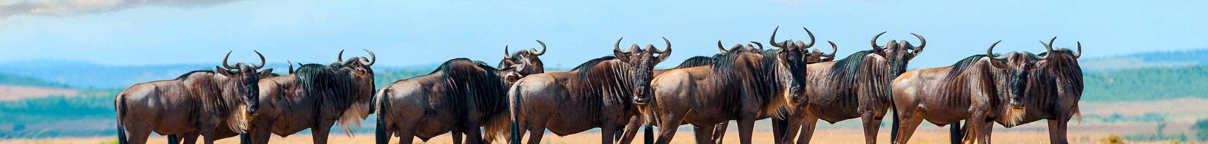 Vive las migraciones en el Parque Nacional Serengueti