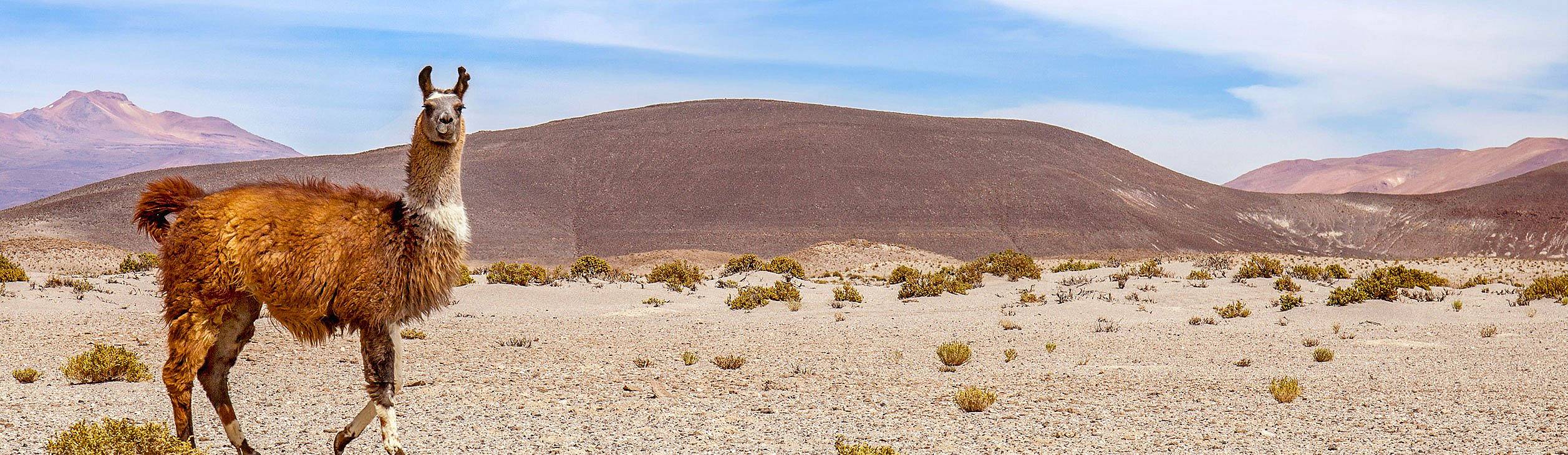 Meine Strand und Meer - Peru - Reise jetzt individuell gestalten