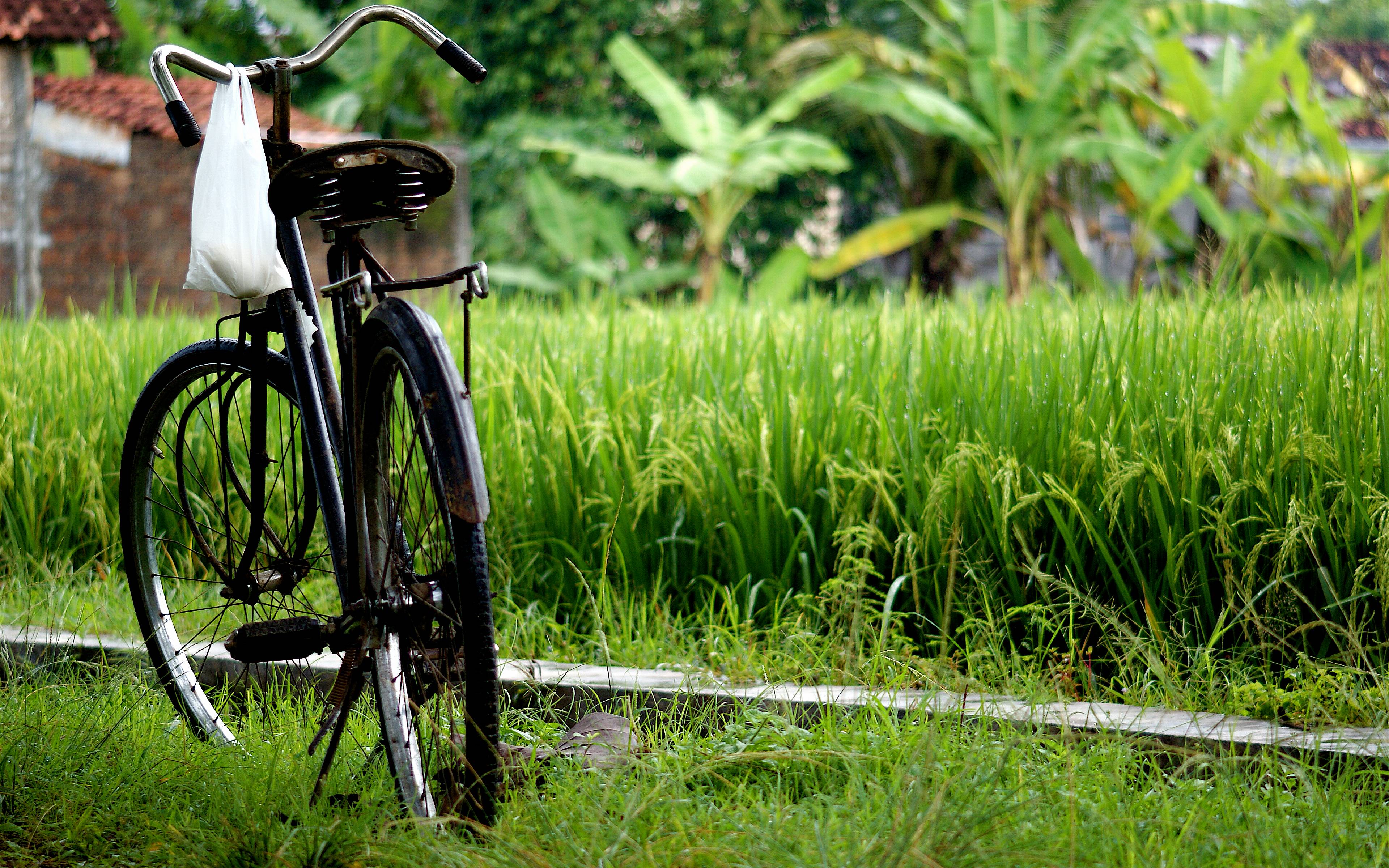 Paseo en bicicleta en Borobudur