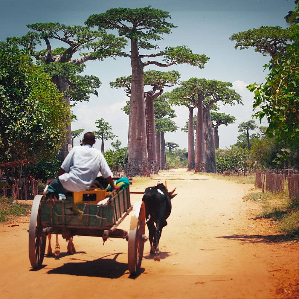 Uw op maat gemaakte natuurreis in Madagaskar