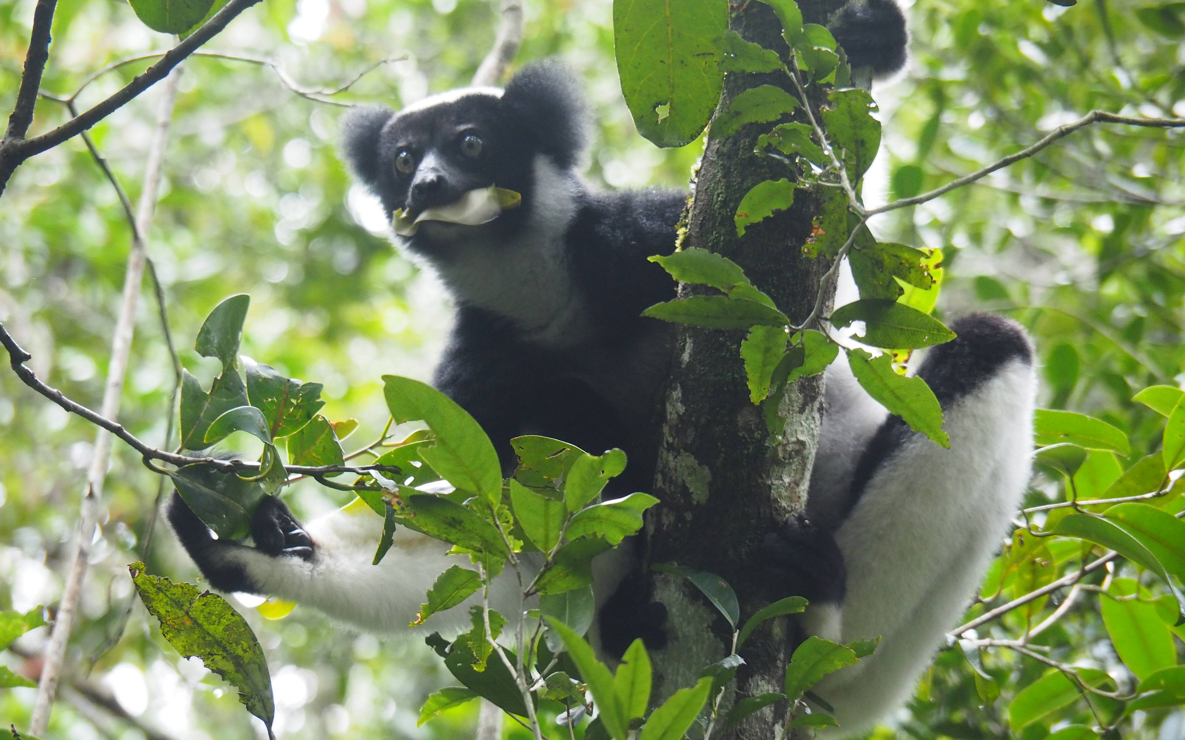 Der Indri, der Star des Tages - Reservat von Analamazaotra