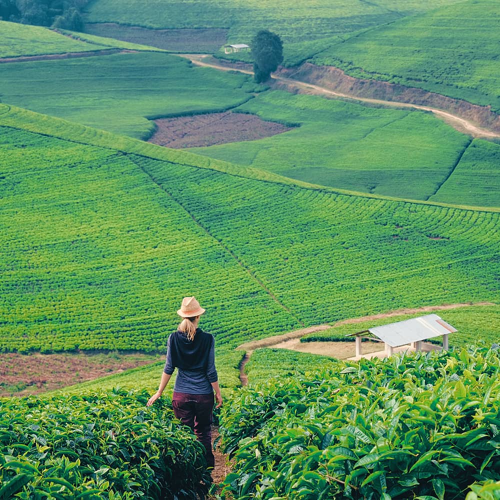 Crea tu viaje de trekking en Ruanda 100% a medida