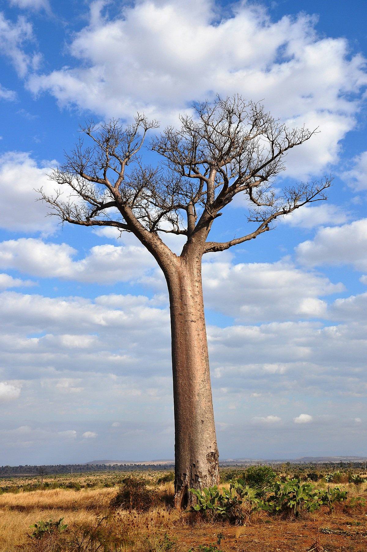 Das Land der Baobabs