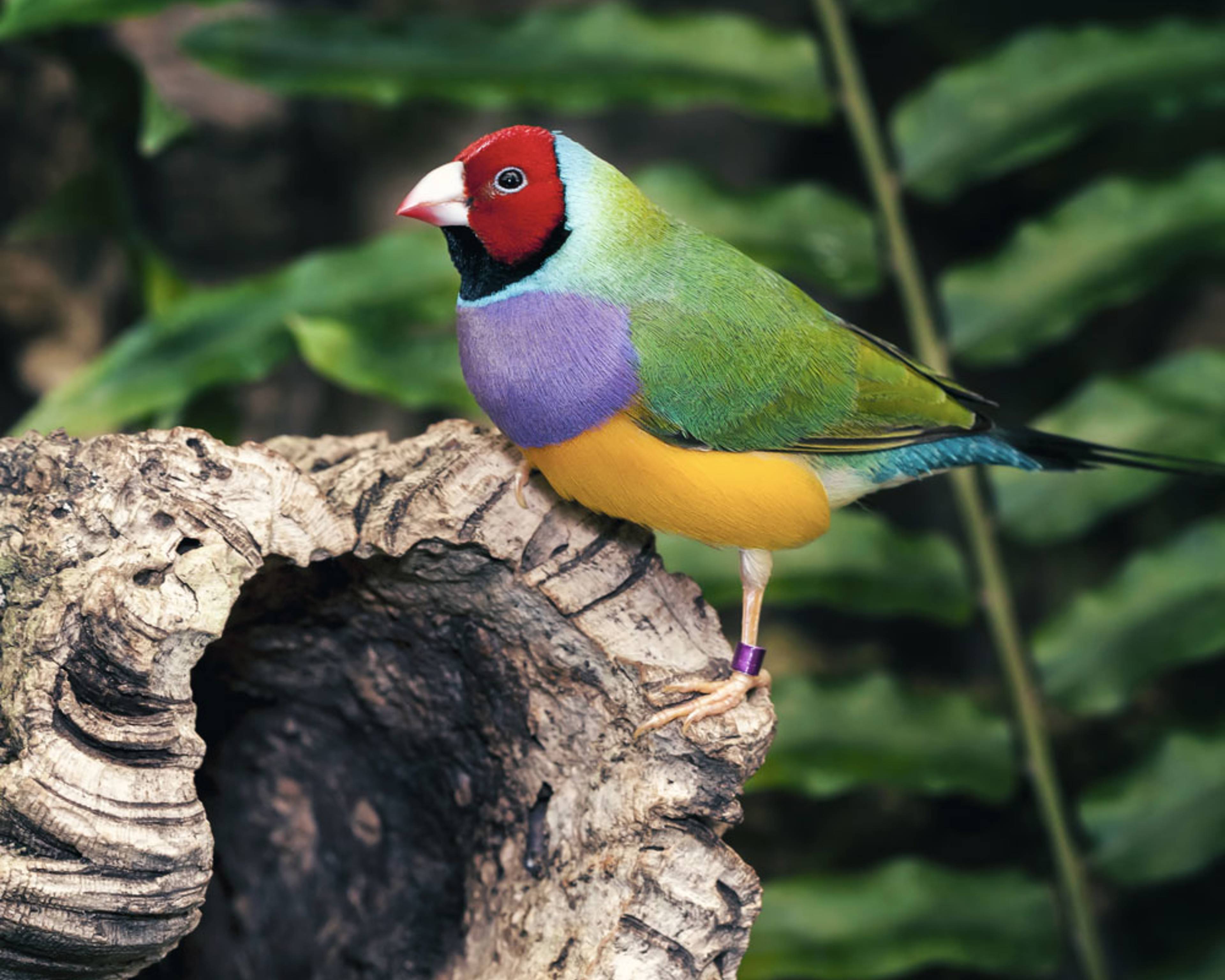 Design your perfect birdwatching tour with a local expert in Australia