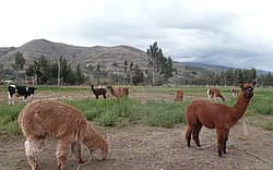 Calpi (Equateur)