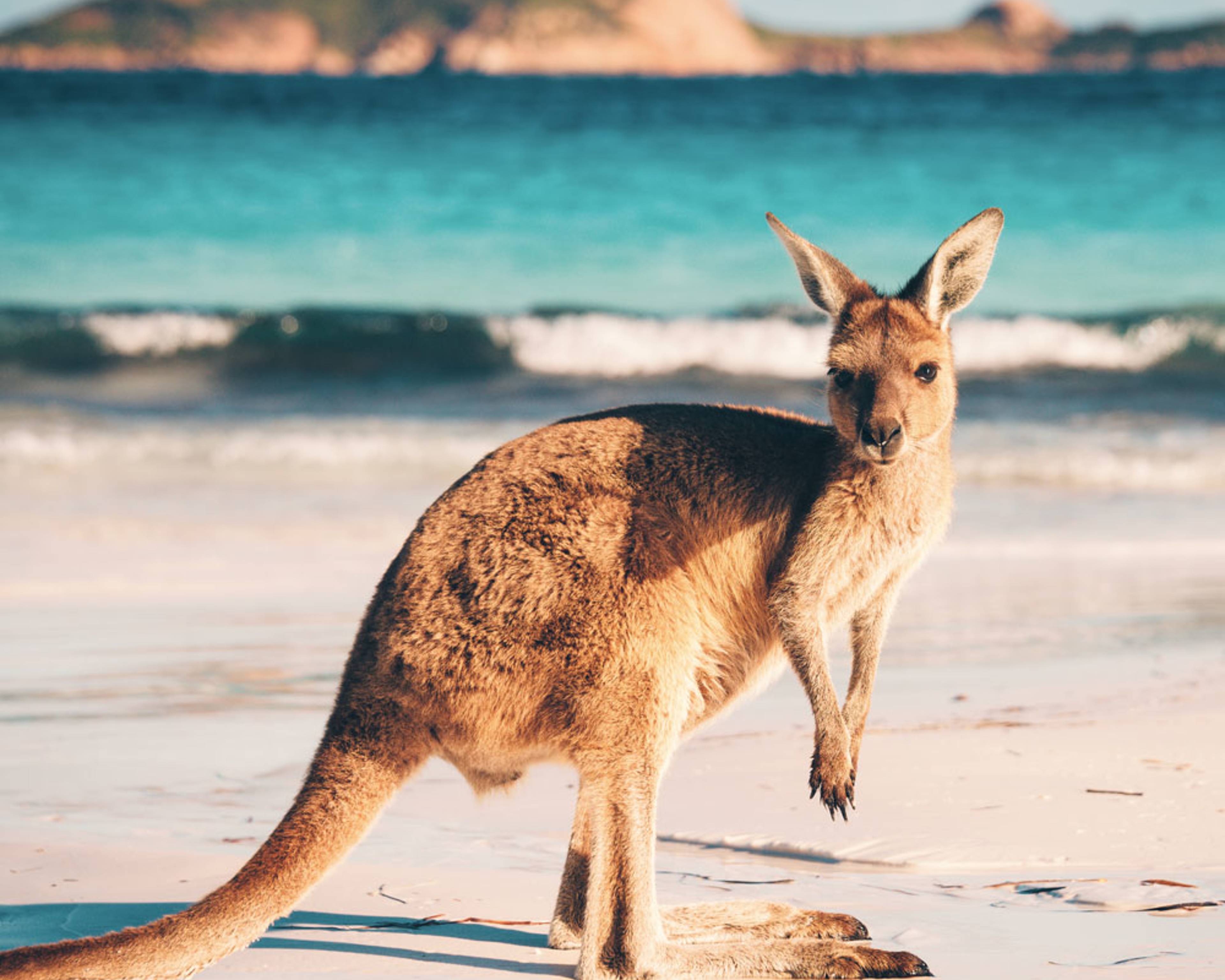 Design your perfect wildlife trip with a local expert in Australia