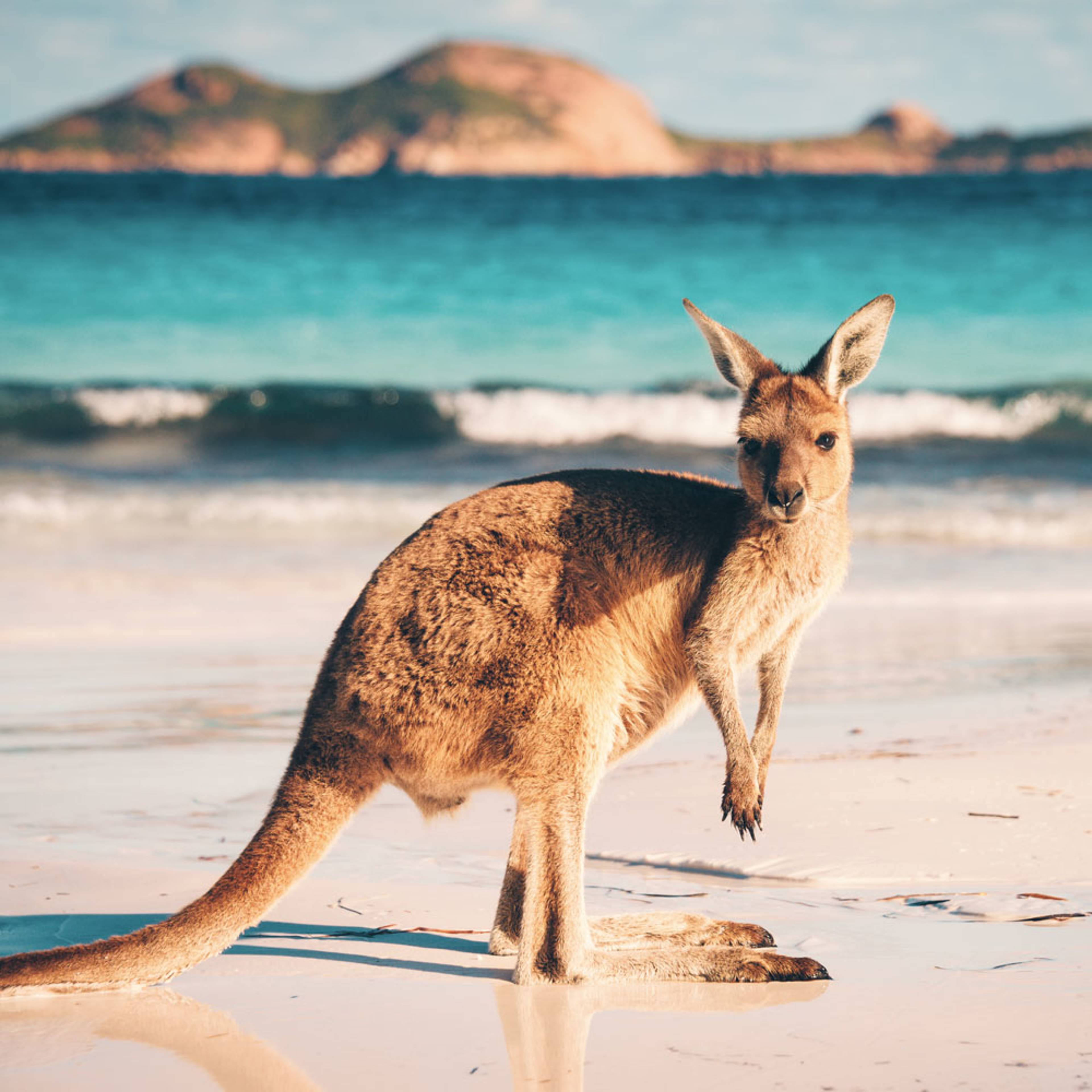 Design your perfect wildlife trip with a local expert in Australia