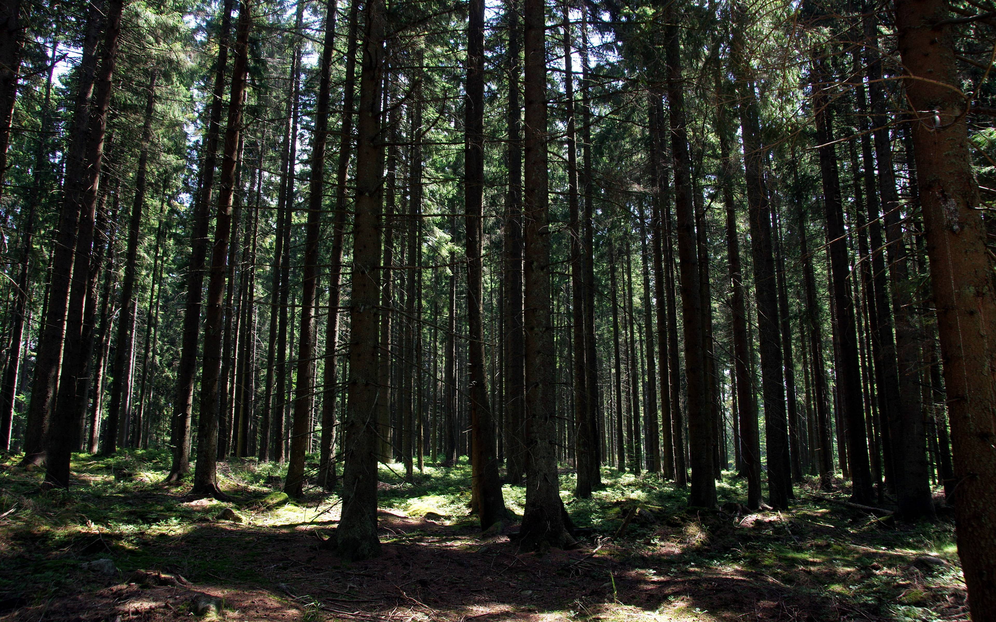 Forêt de Bohème