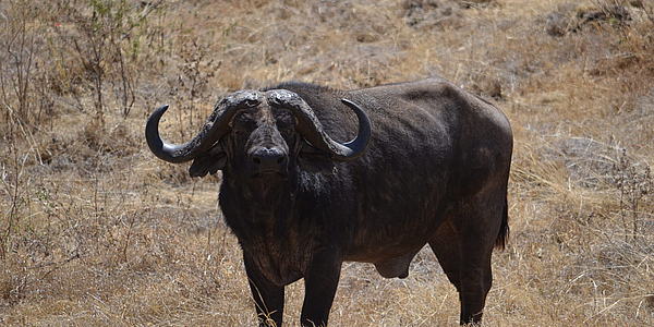 Un búfalo en Kenia